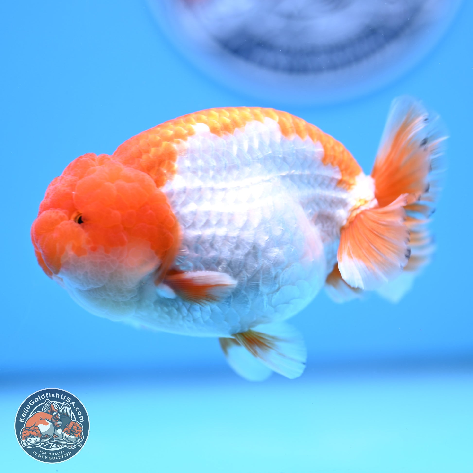 Red White Lionchu 4in Body (240823_RC04) - Kaiju Goldfish USA