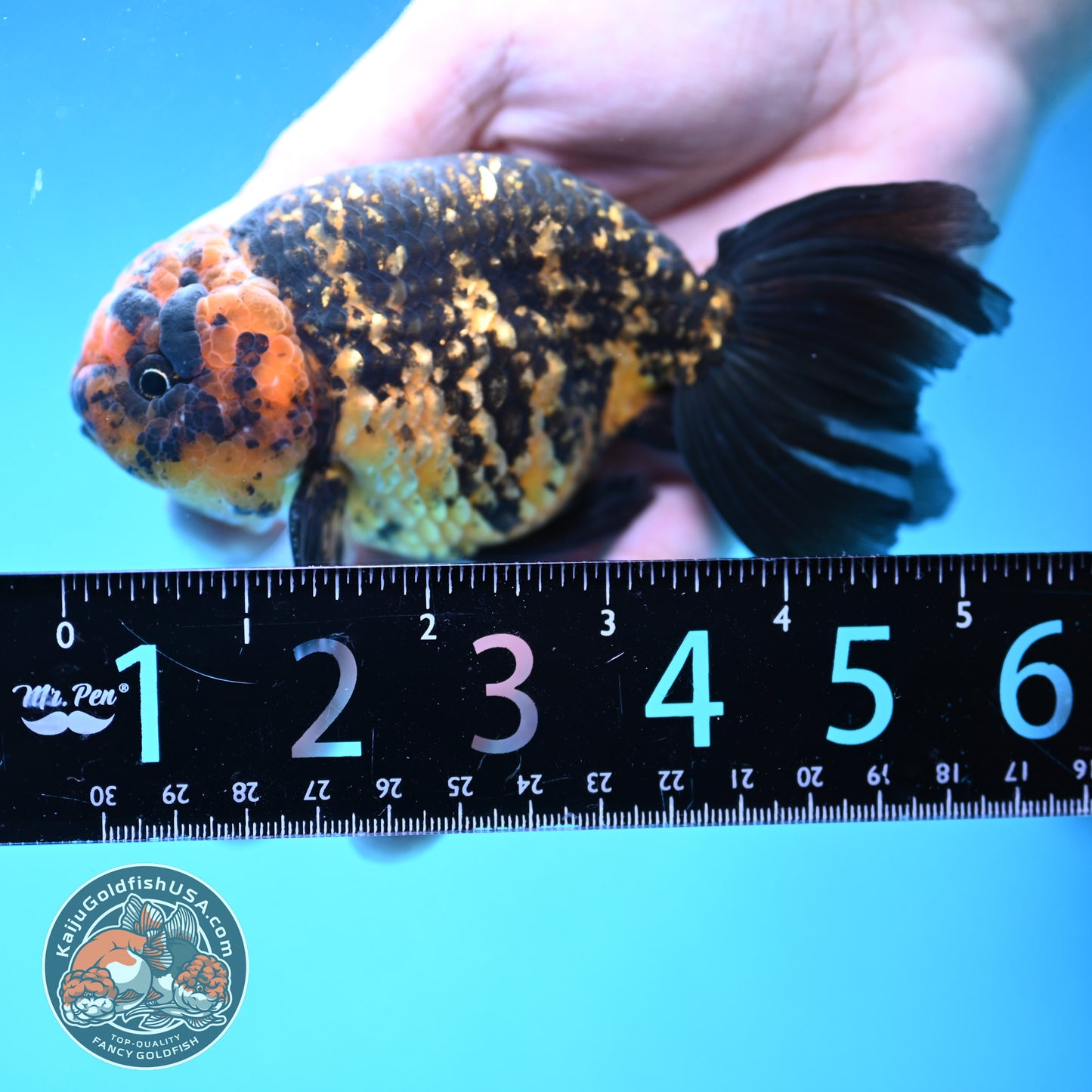 Rare Longtail Tiger Ranchu 3.75 inch Body (250926_RC04)