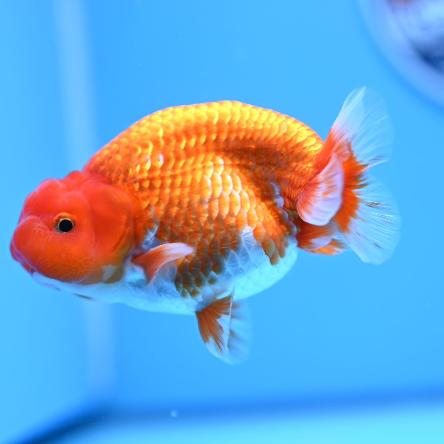 Red White Buffalo Ranchu 4in Body (240704_RC04) - Kaiju Goldfish USA