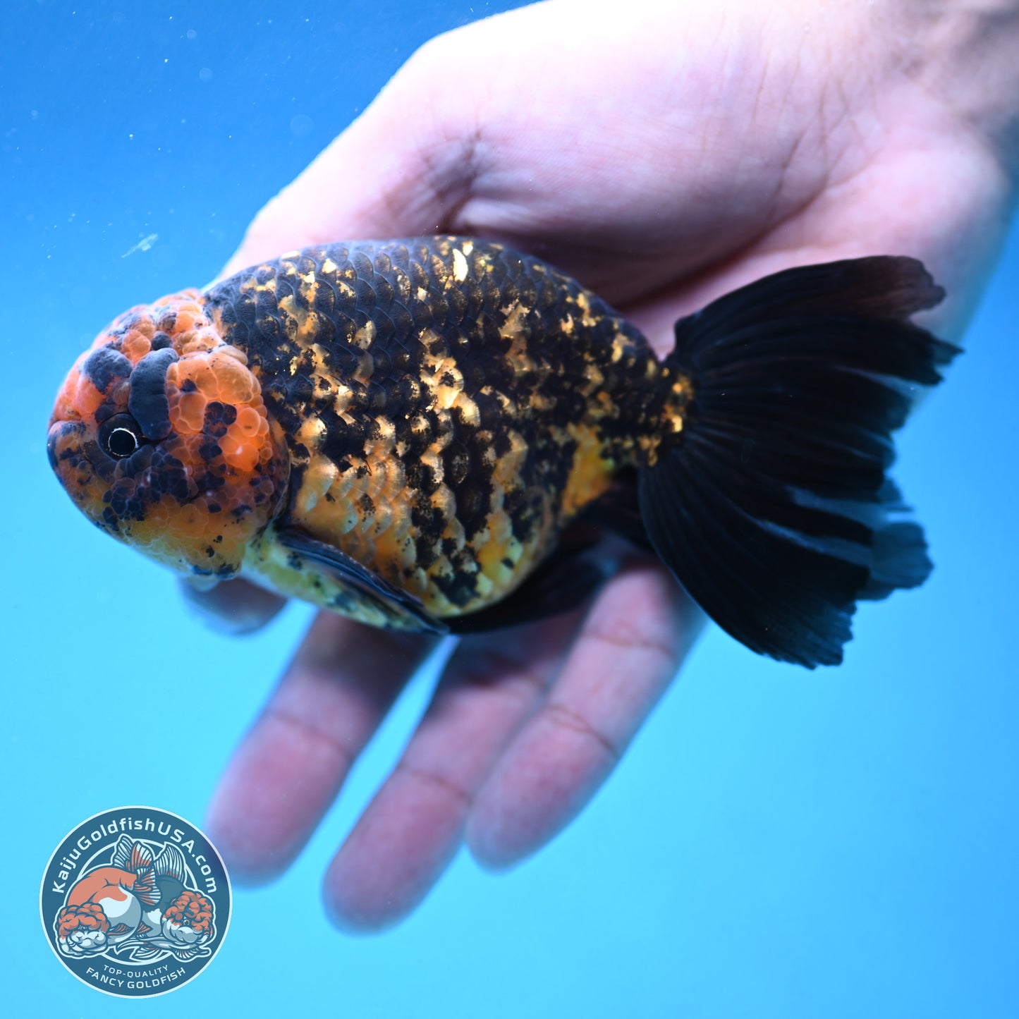 Rare Longtail Tiger Ranchu 3.75 inch Body (250926_RC04)