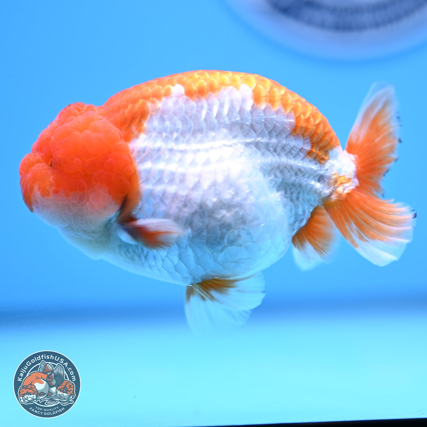 Red White Lionchu 4in Body (240823_RC04) - Kaiju Goldfish USA