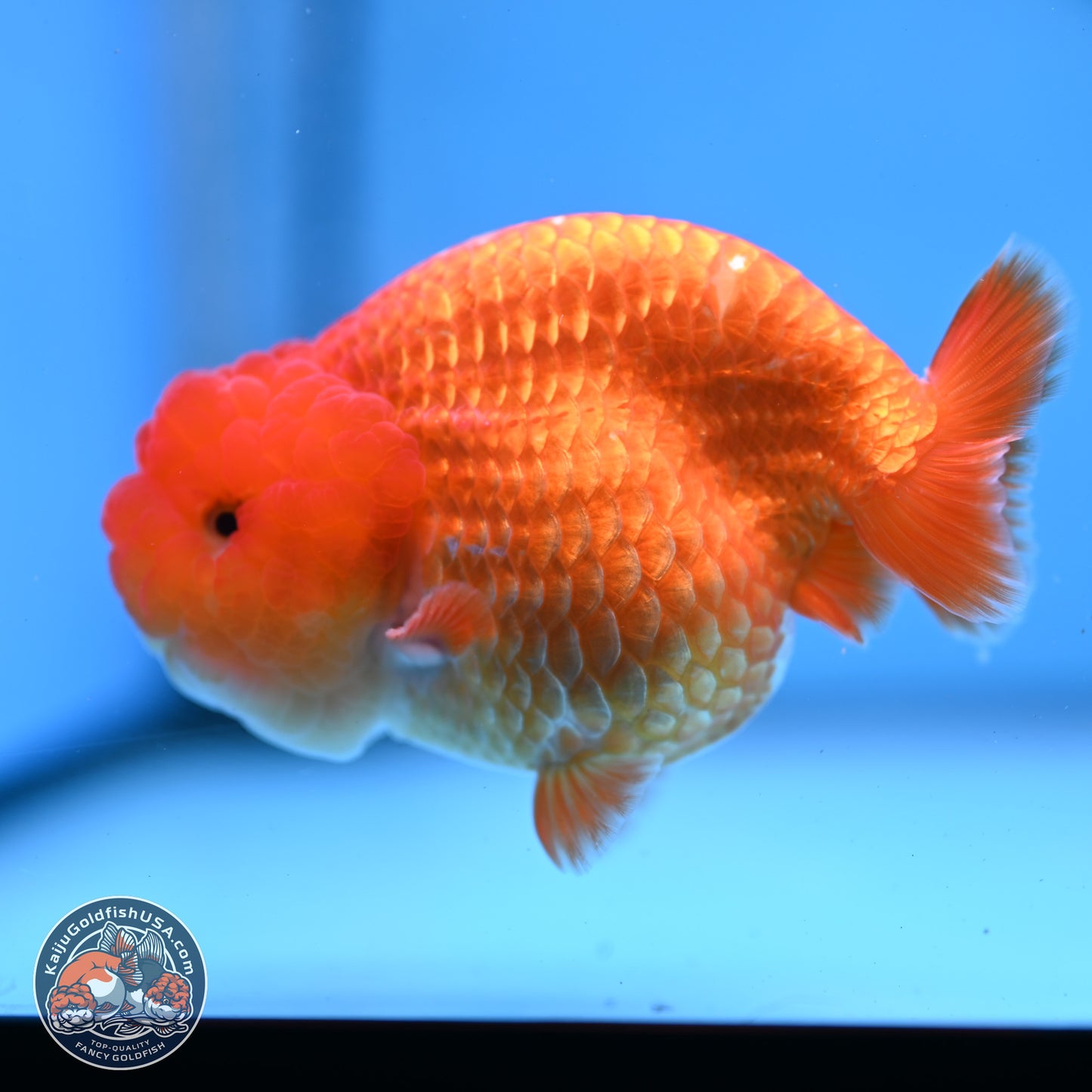 Classic Red Ranchu 4 inches Body - Male (250307_RC04)
