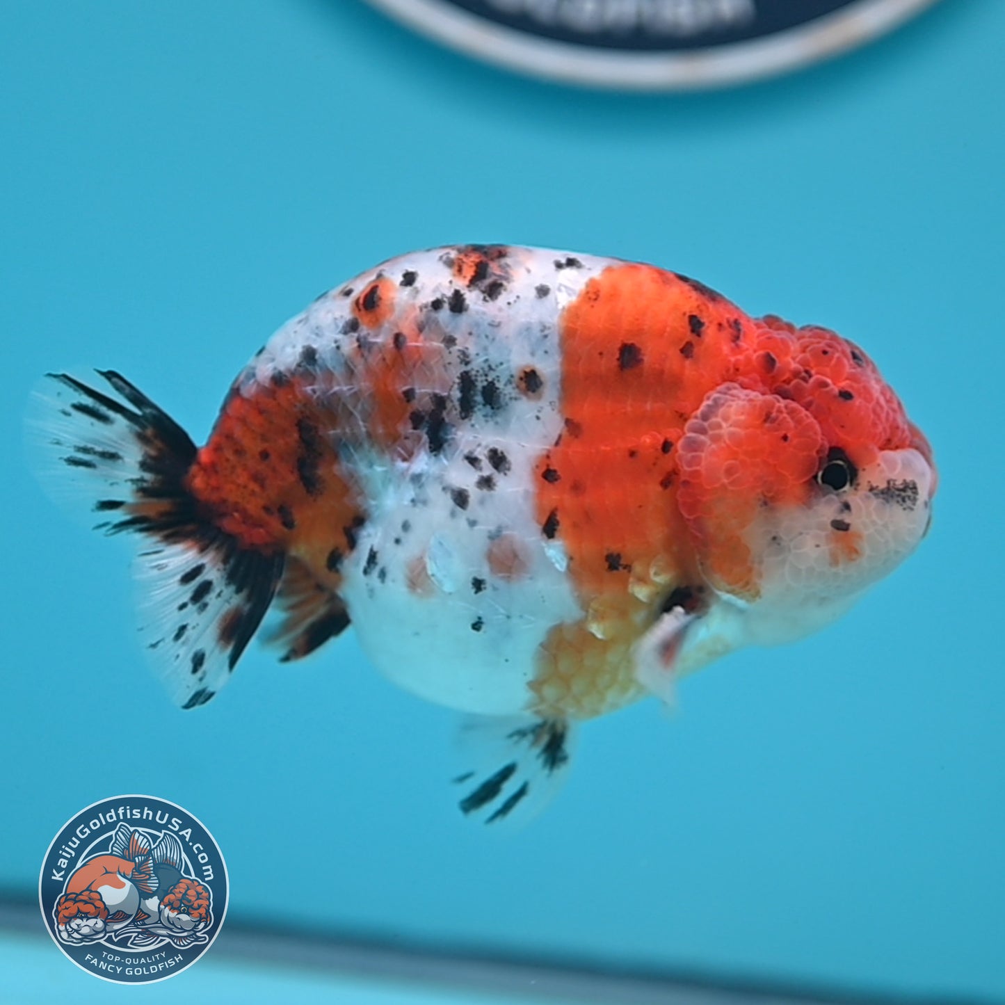 Calico Ranchu 3.8 inches Body (250523_RC04)