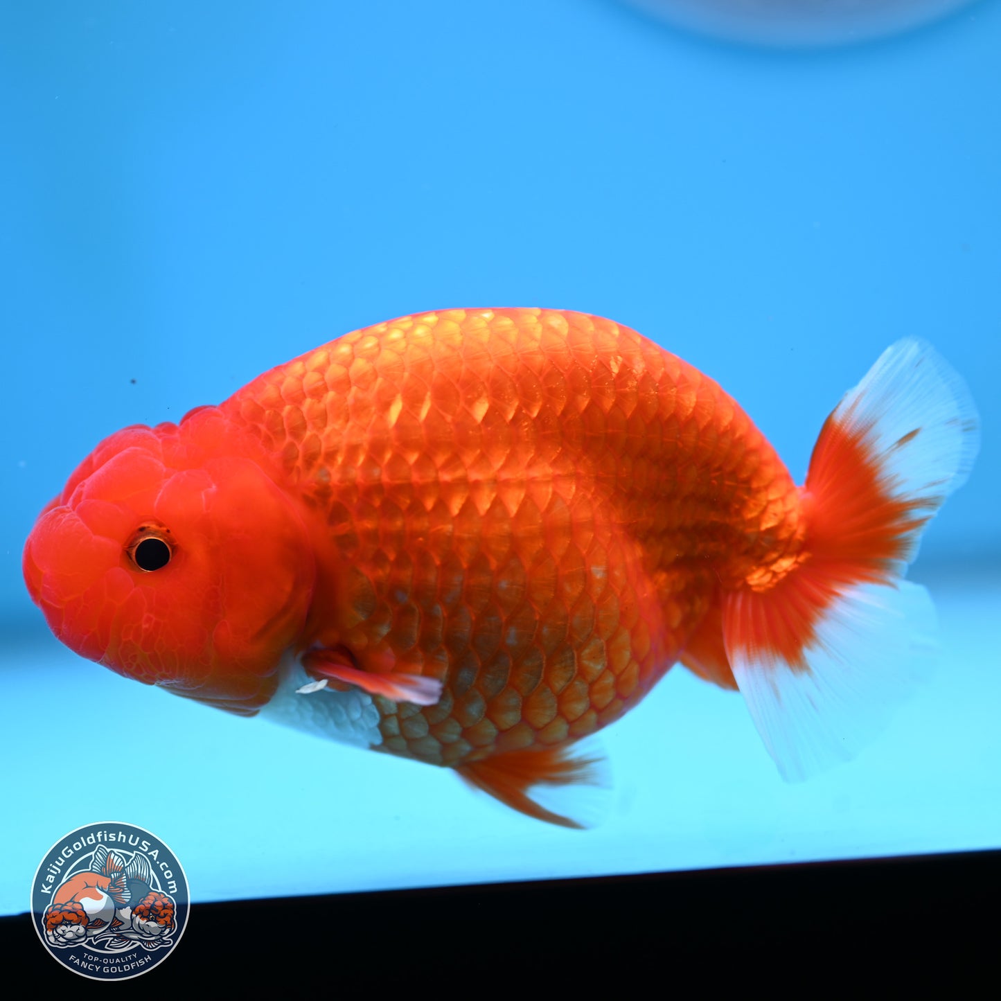 Red White Buffalo Ranchu 5 inches (241025_RC04) - Kaiju Goldfish USA