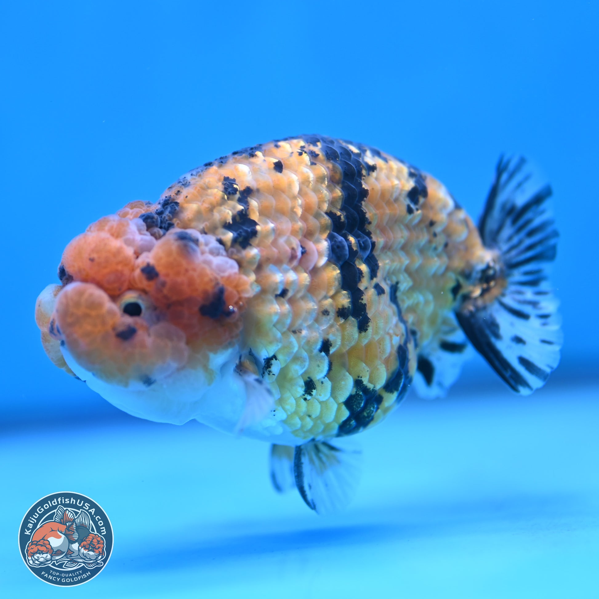 Gold Coin Tiger Ranchu 3.5 inches Body - Male (250117_RC04) - Kaiju Goldfish USA