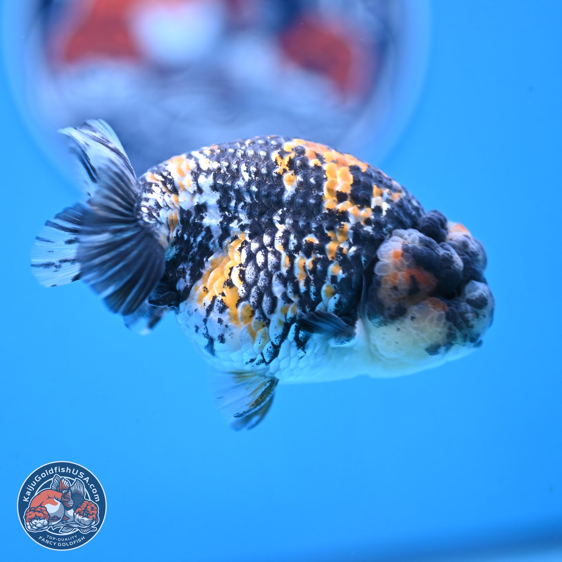 White Tiger Ranchu 3.5 inches Body - Male (250103_RC04) - Kaiju Goldfish USA