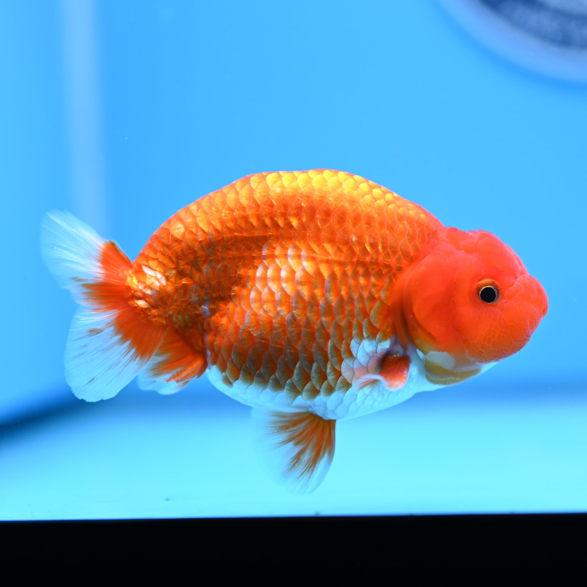 Red White Buffalo Ranchu 4in Body (240704_RC04) - Kaiju Goldfish USA