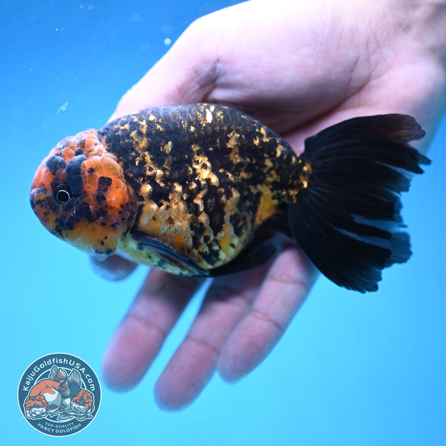 Rare Longtail Tiger Ranchu 3.75 inch Body (250926_RC04)