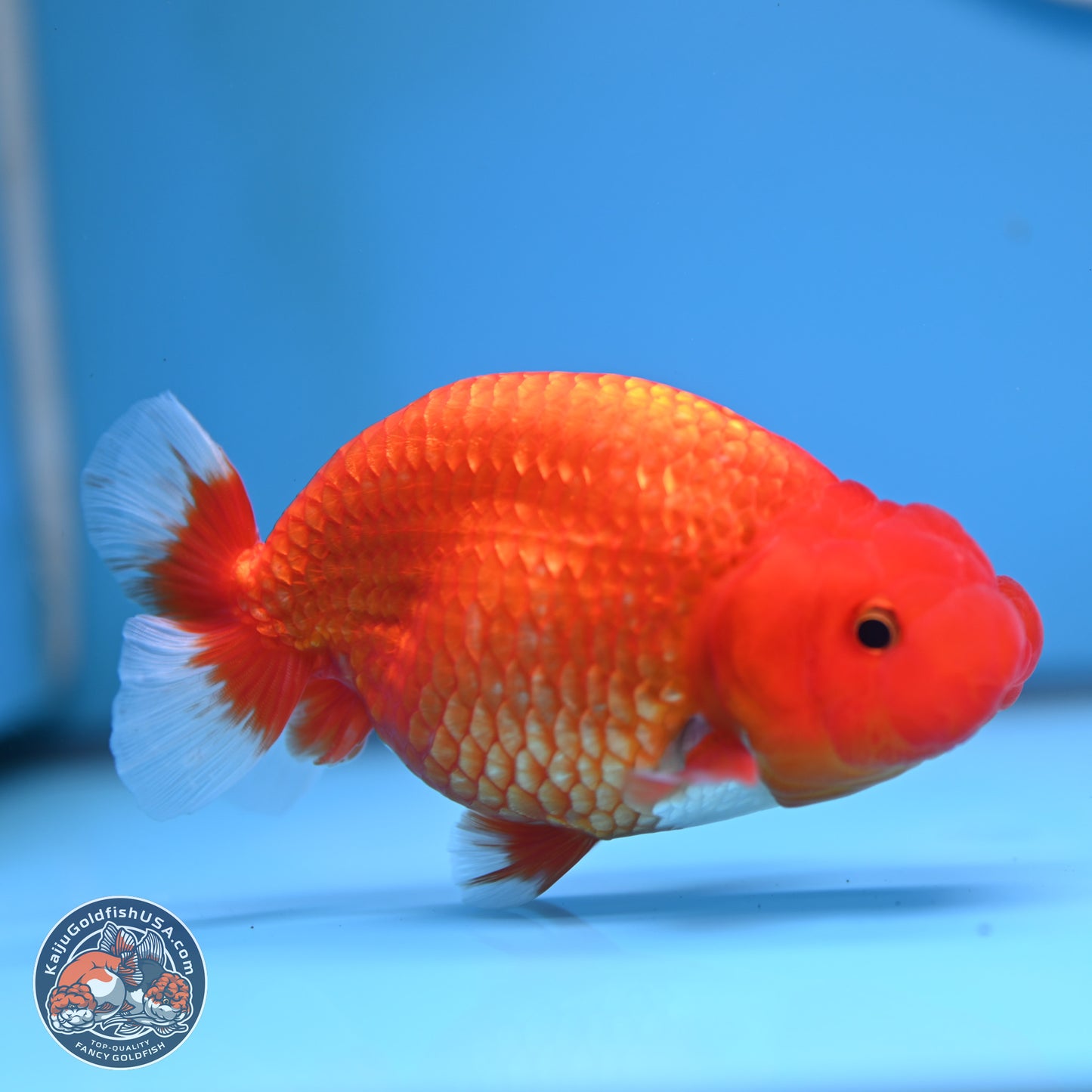 Red White Buffalo Ranchu 5 inches (241025_RC04) - Kaiju Goldfish USA