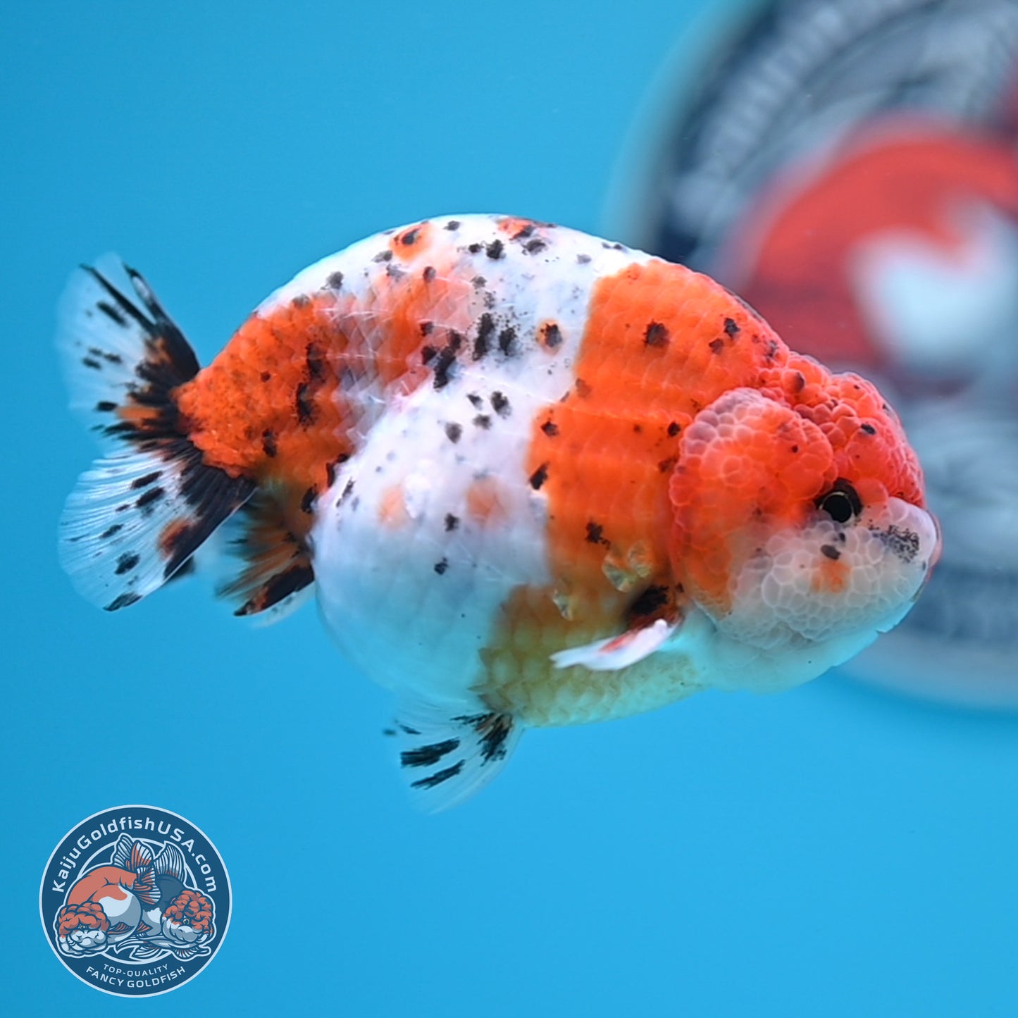Calico Ranchu 3.8 inches Body (250523_RC04)