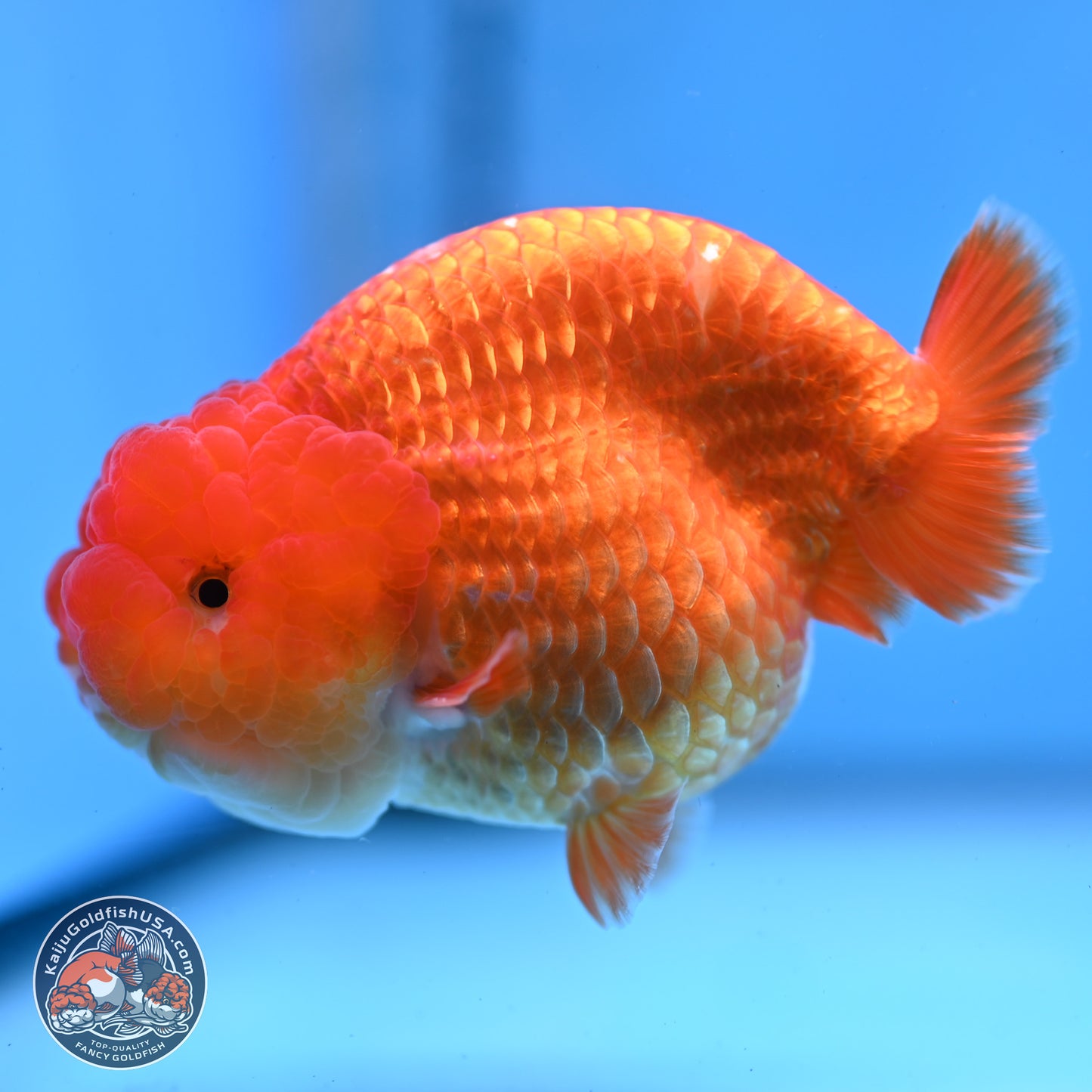 Classic Red Ranchu 4 inches Body - Male (250307_RC04)