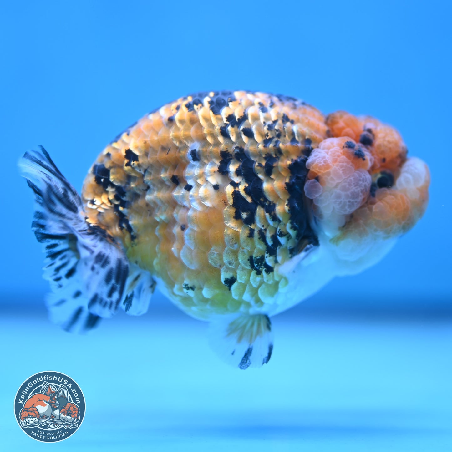 Gold Coin Tiger Ranchu 3.5 inches Body - Male (250117_RC04) - Kaiju Goldfish USA