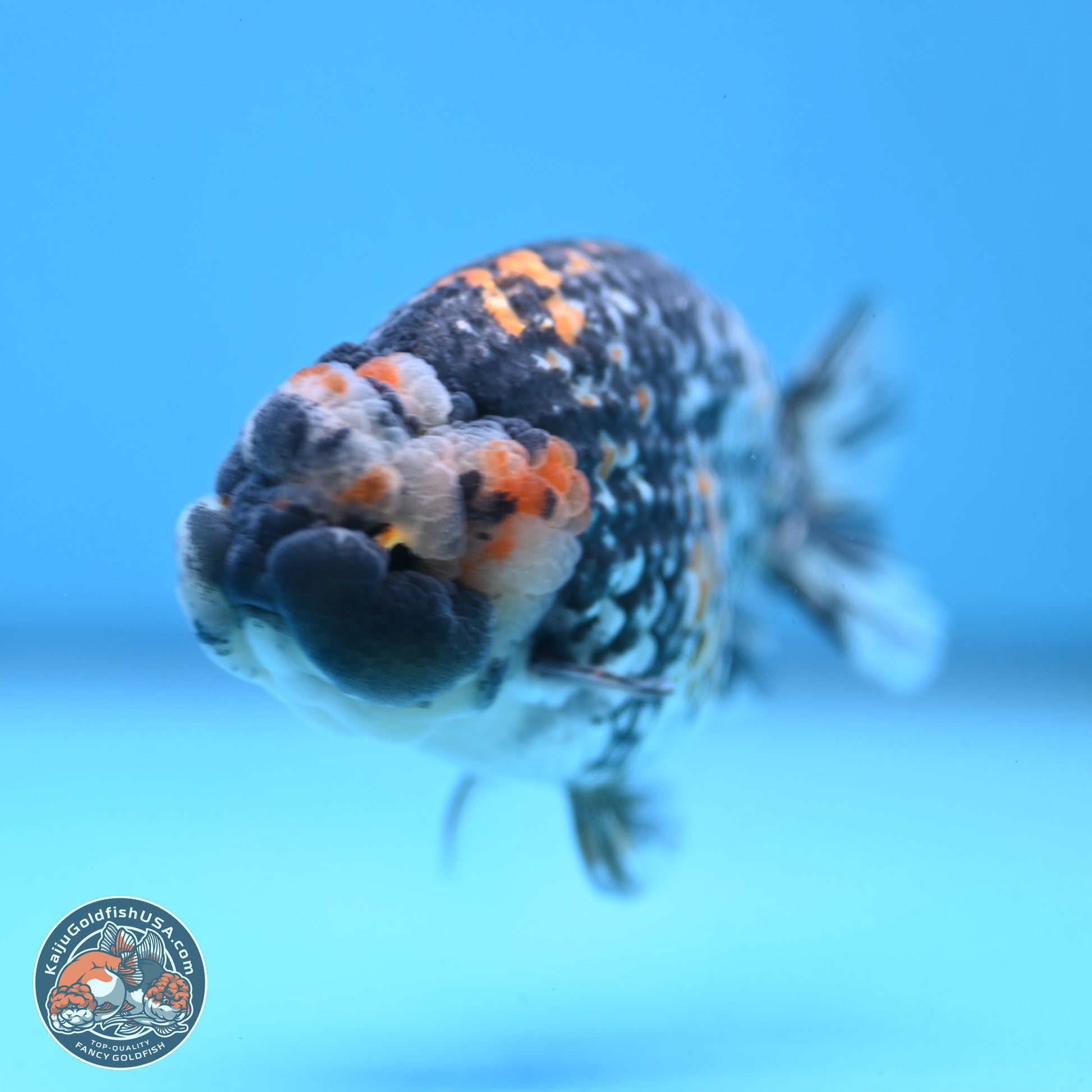 White Tiger Ranchu 3.5 inches Body - Male (250103_RC04) - Kaiju Goldfish USA