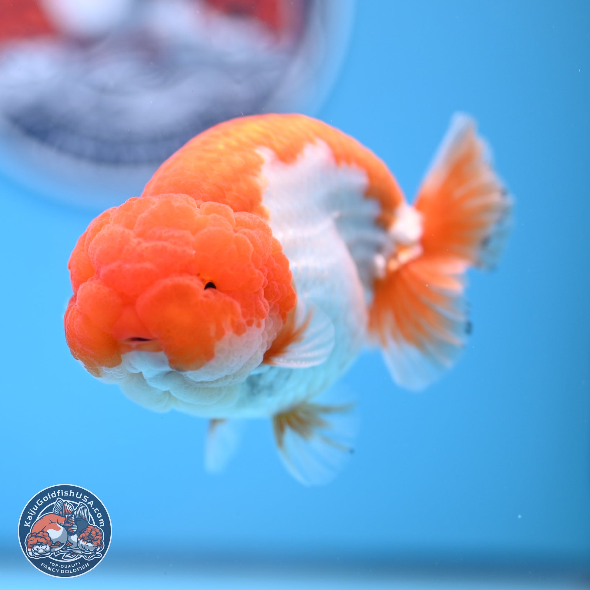 Red White Lionchu 4in Body (240823_RC04) - Kaiju Goldfish USA