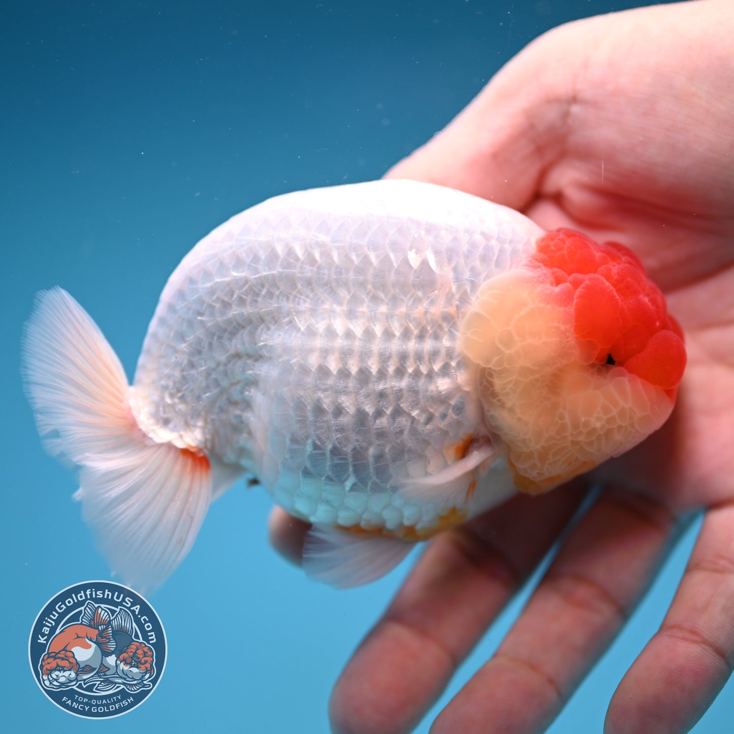Tancho Buffalo Ranchu 4 inch Body (250912_RC04)