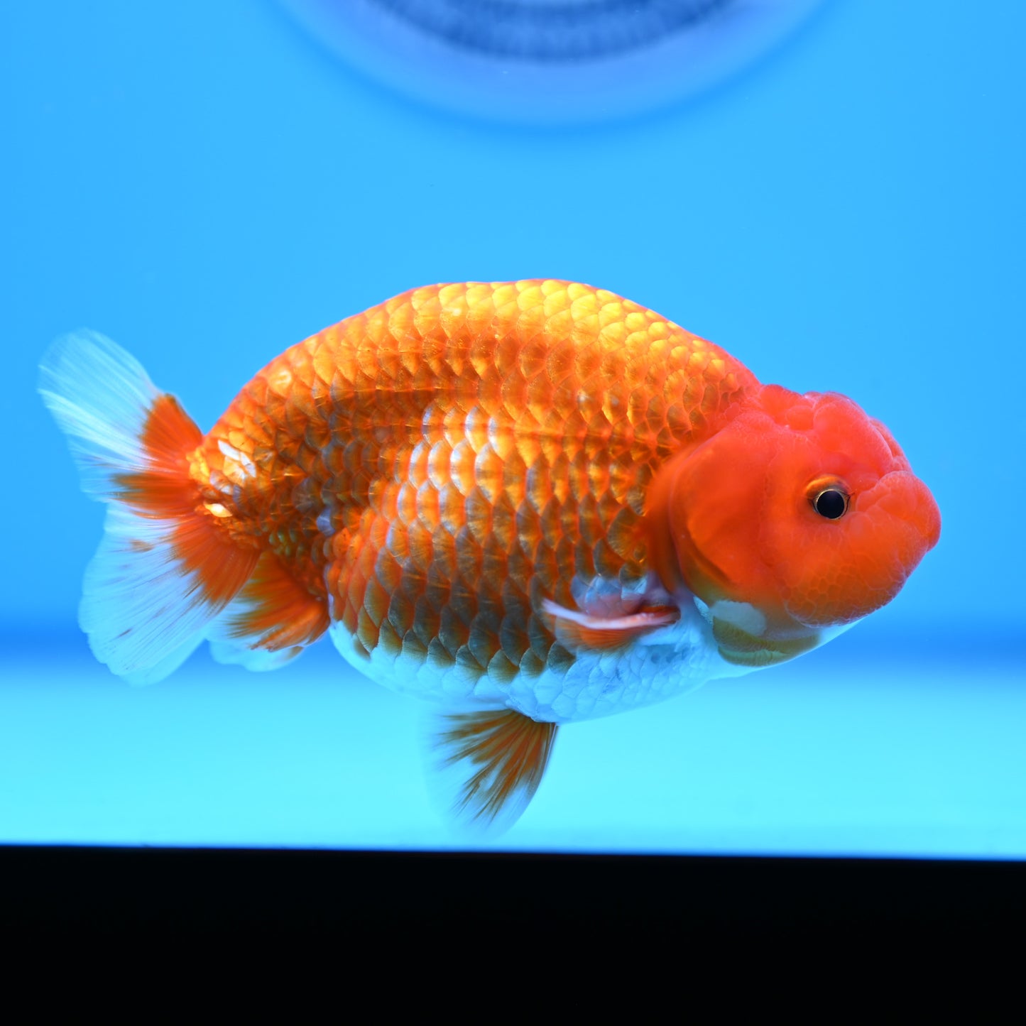 Red White Buffalo Ranchu 4in Body (240704_RC04) - Kaiju Goldfish USA