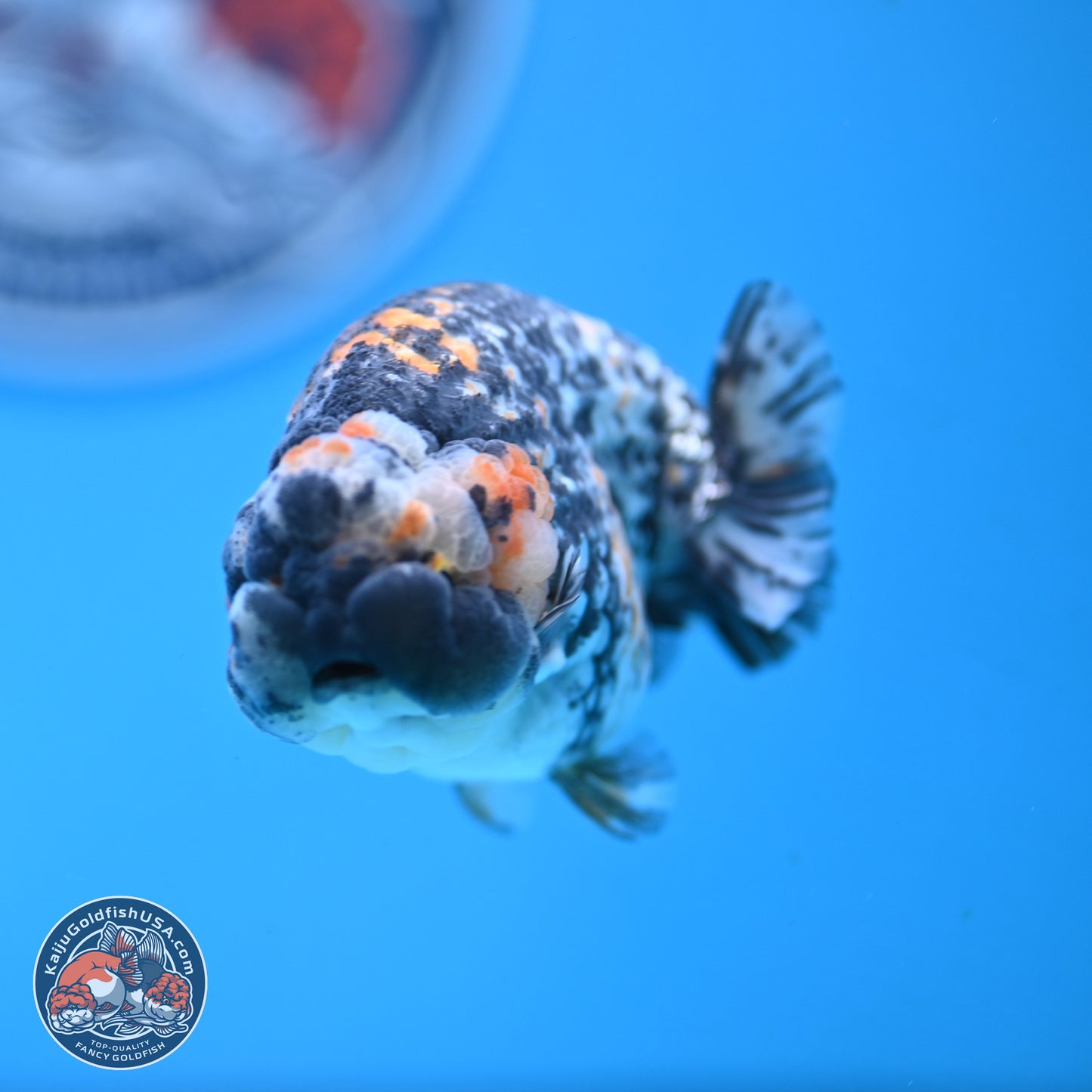 White Tiger Ranchu 3.5 inches Body - Male (250103_RC04) - Kaiju Goldfish USA