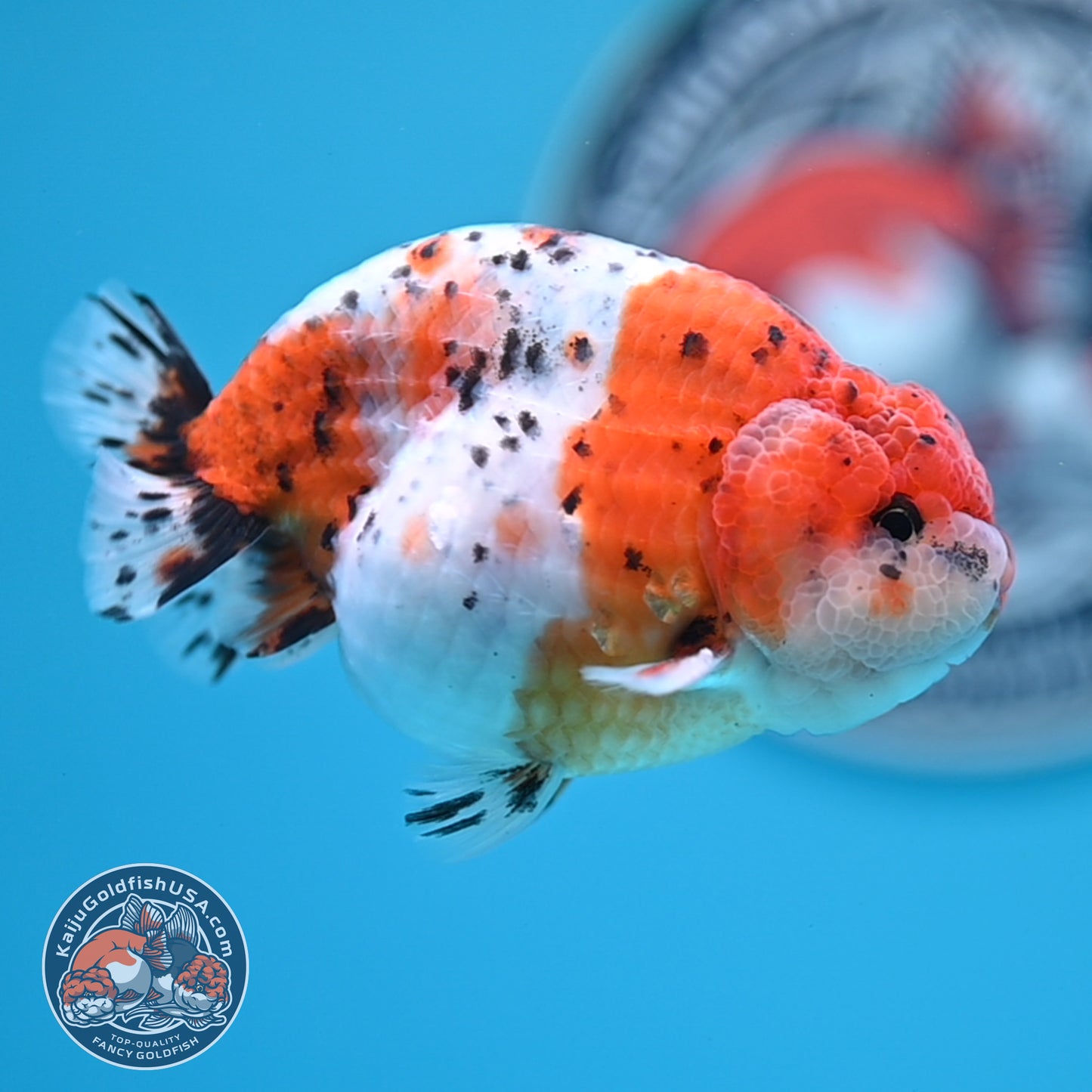 Calico Ranchu 3.8 inches Body (250523_RC04)