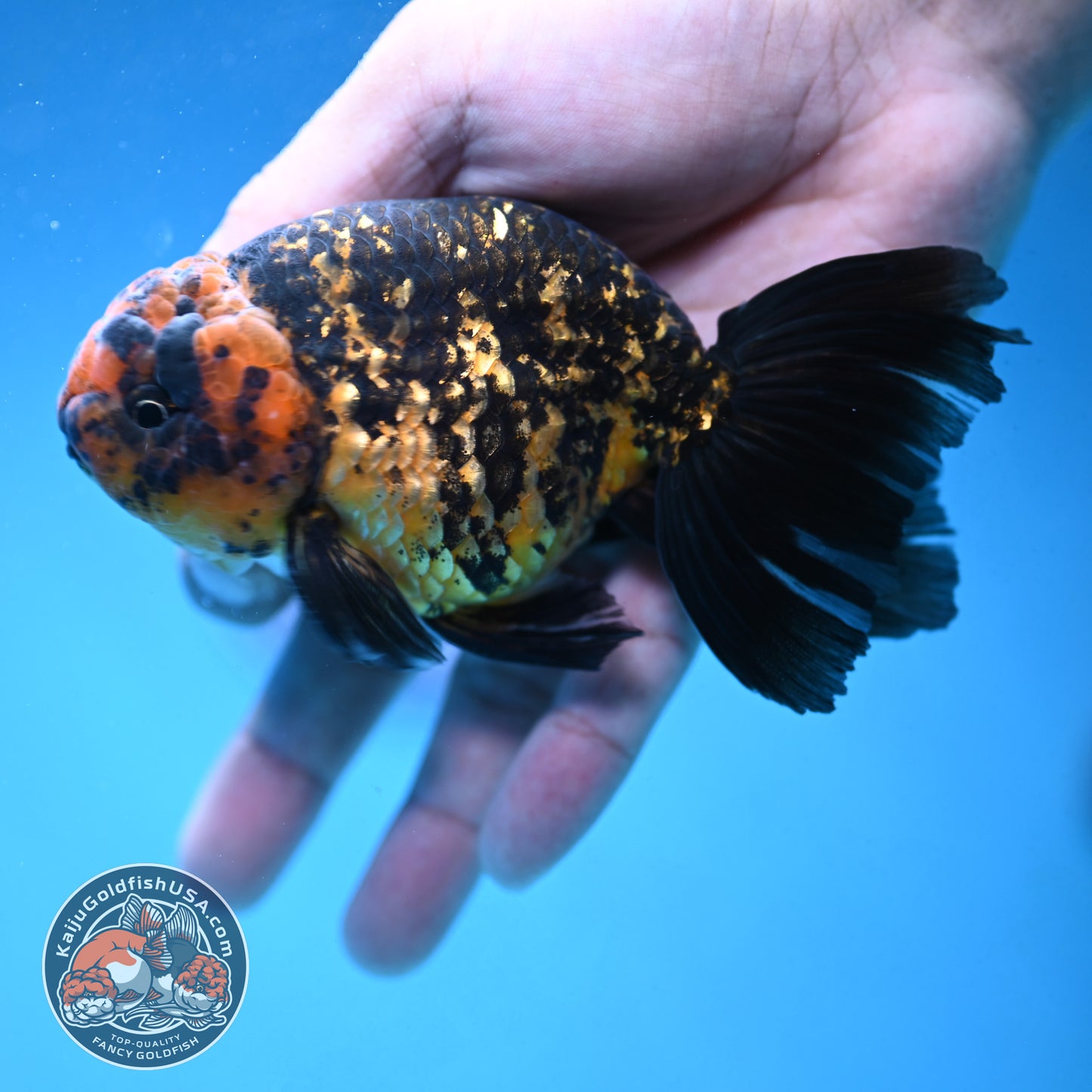 Rare Longtail Tiger Ranchu 3.75 inch Body (250926_RC04)
