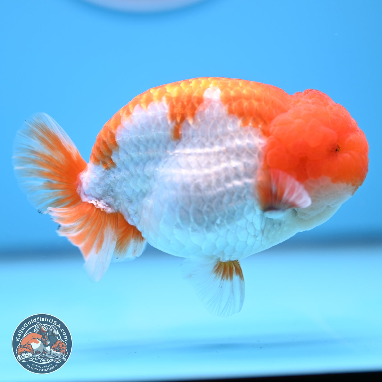 Red White Lionchu 4in Body (240823_RC04) - Kaiju Goldfish USA