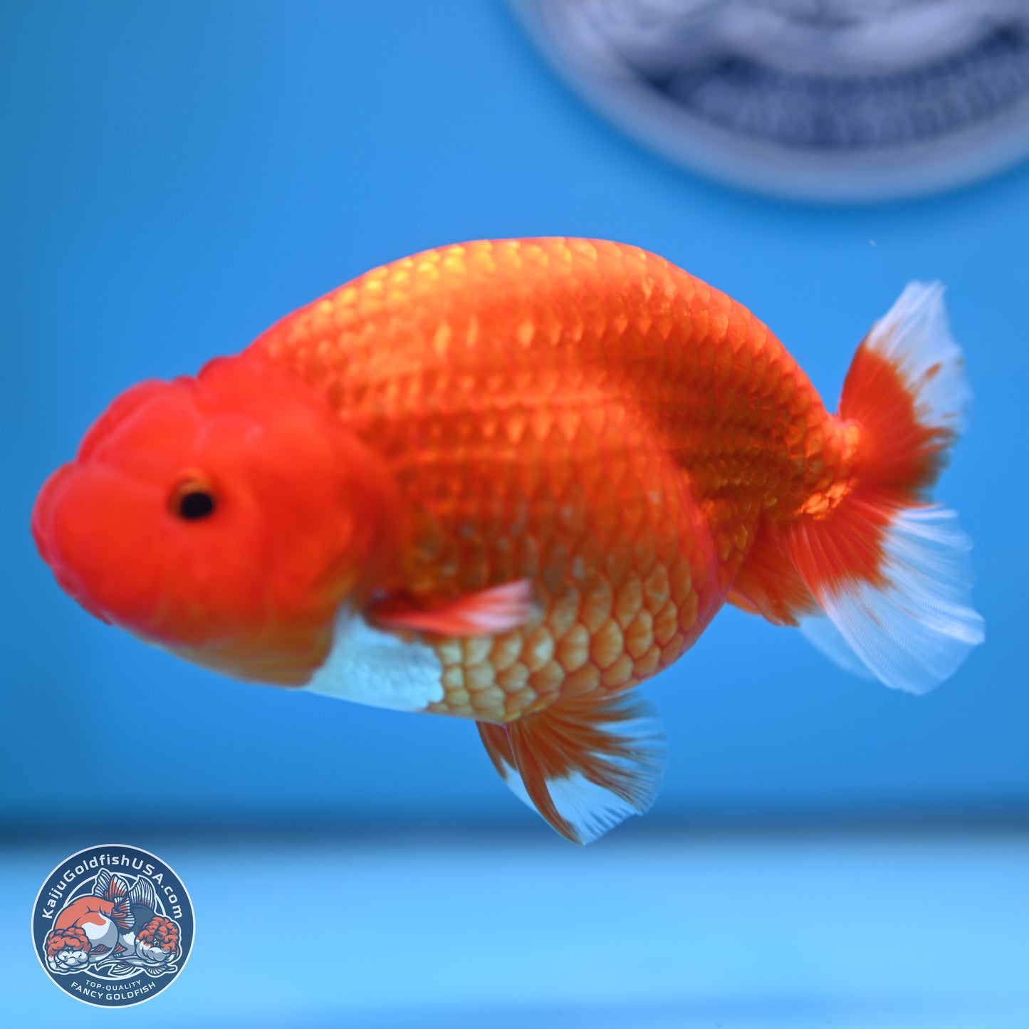 Red White Buffalo Ranchu 5 inches (241025_RC04) - Kaiju Goldfish USA