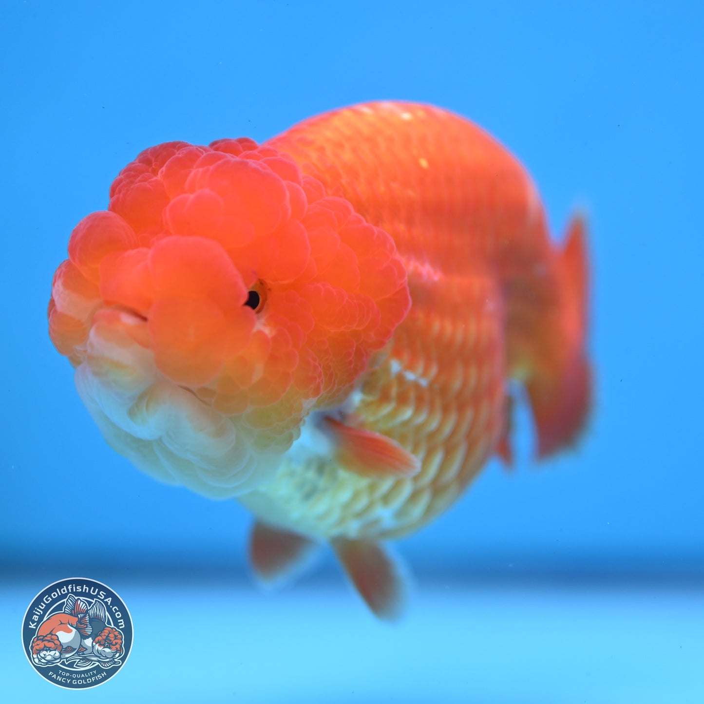 Classic Red Ranchu 4 inches Body - Male (250307_RC04)