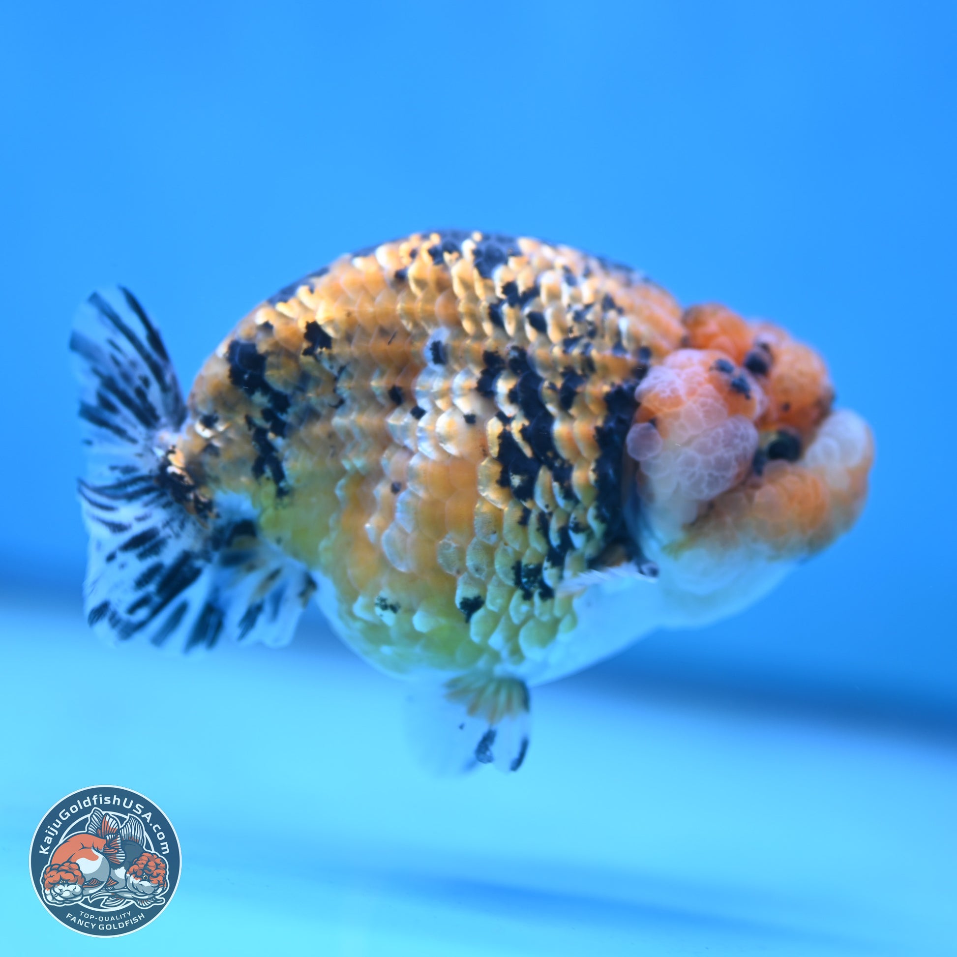 Gold Coin Tiger Ranchu 3.5 inches Body - Male (250117_RC04) - Kaiju Goldfish USA