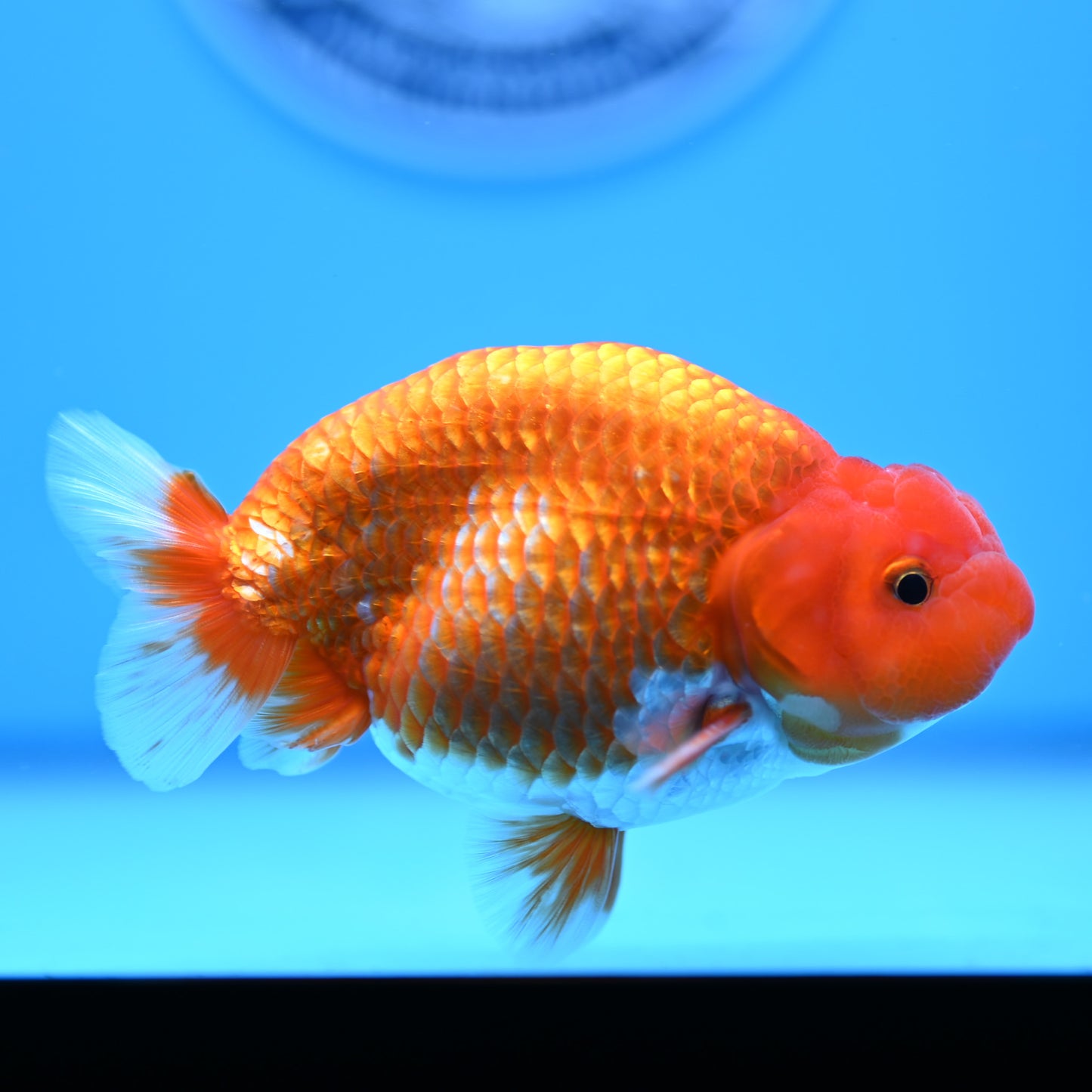 Red White Buffalo Ranchu 4in Body (240704_RC04) - Kaiju Goldfish USA