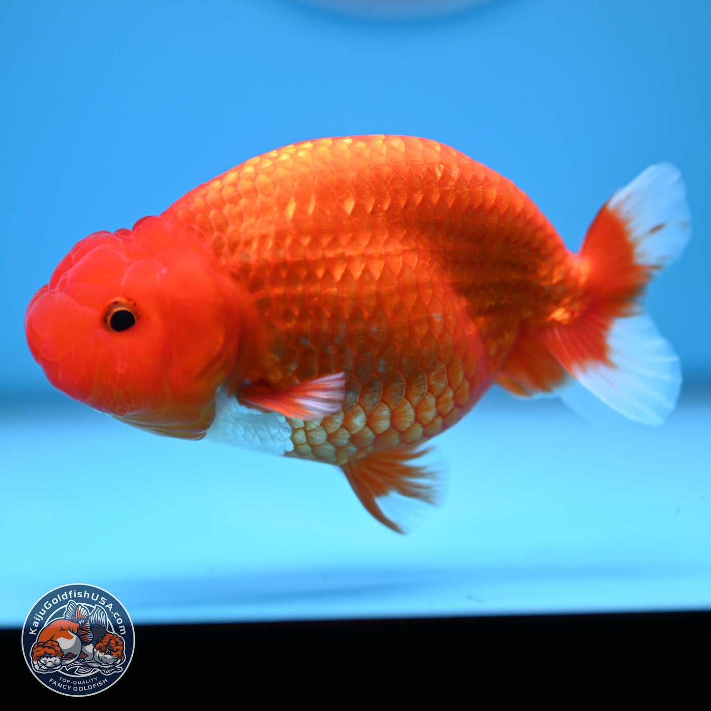 Red White Buffalo Ranchu 5 inches (241025_RC04) - Kaiju Goldfish USA