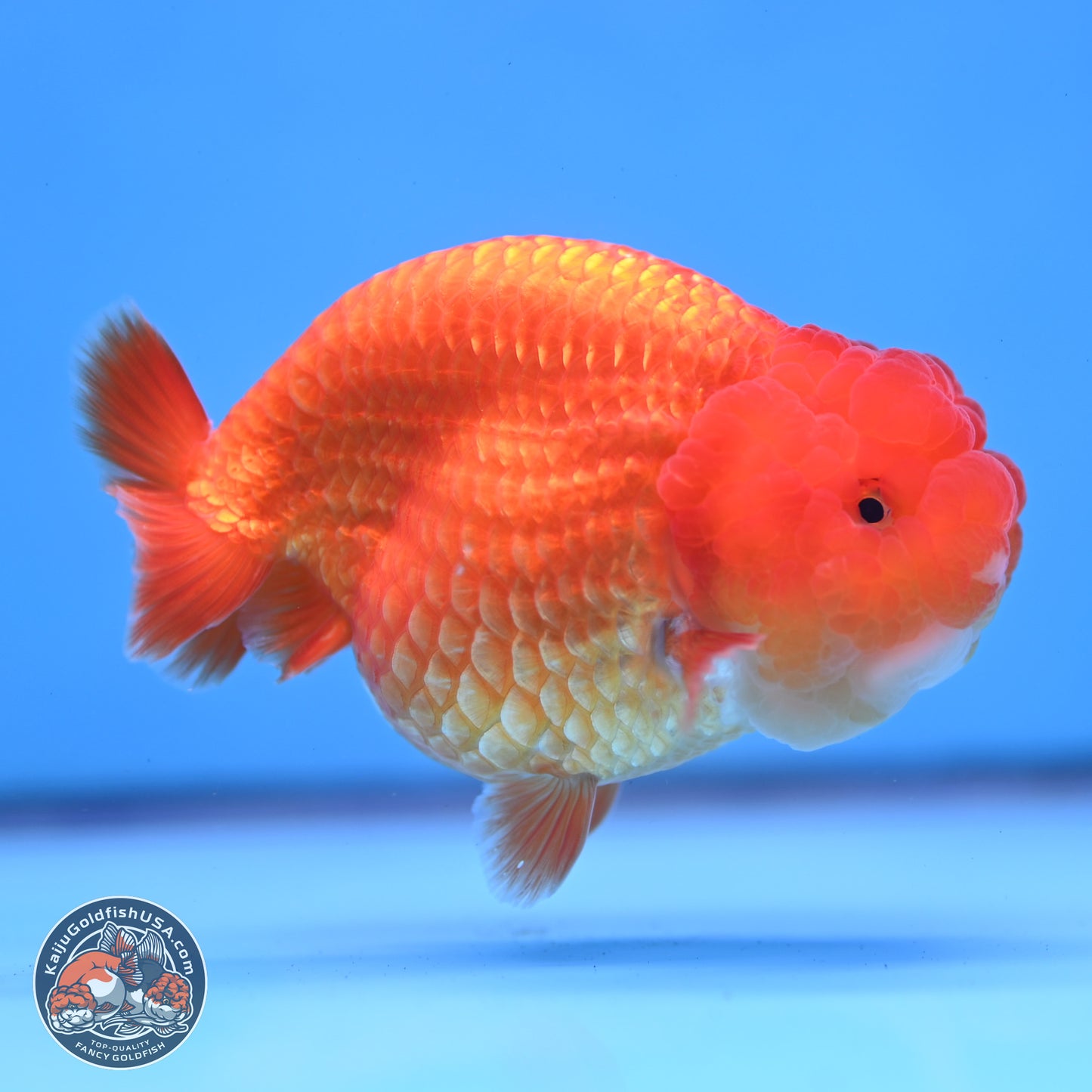 Classic Red Ranchu 4 inches Body - Male (250307_RC04)