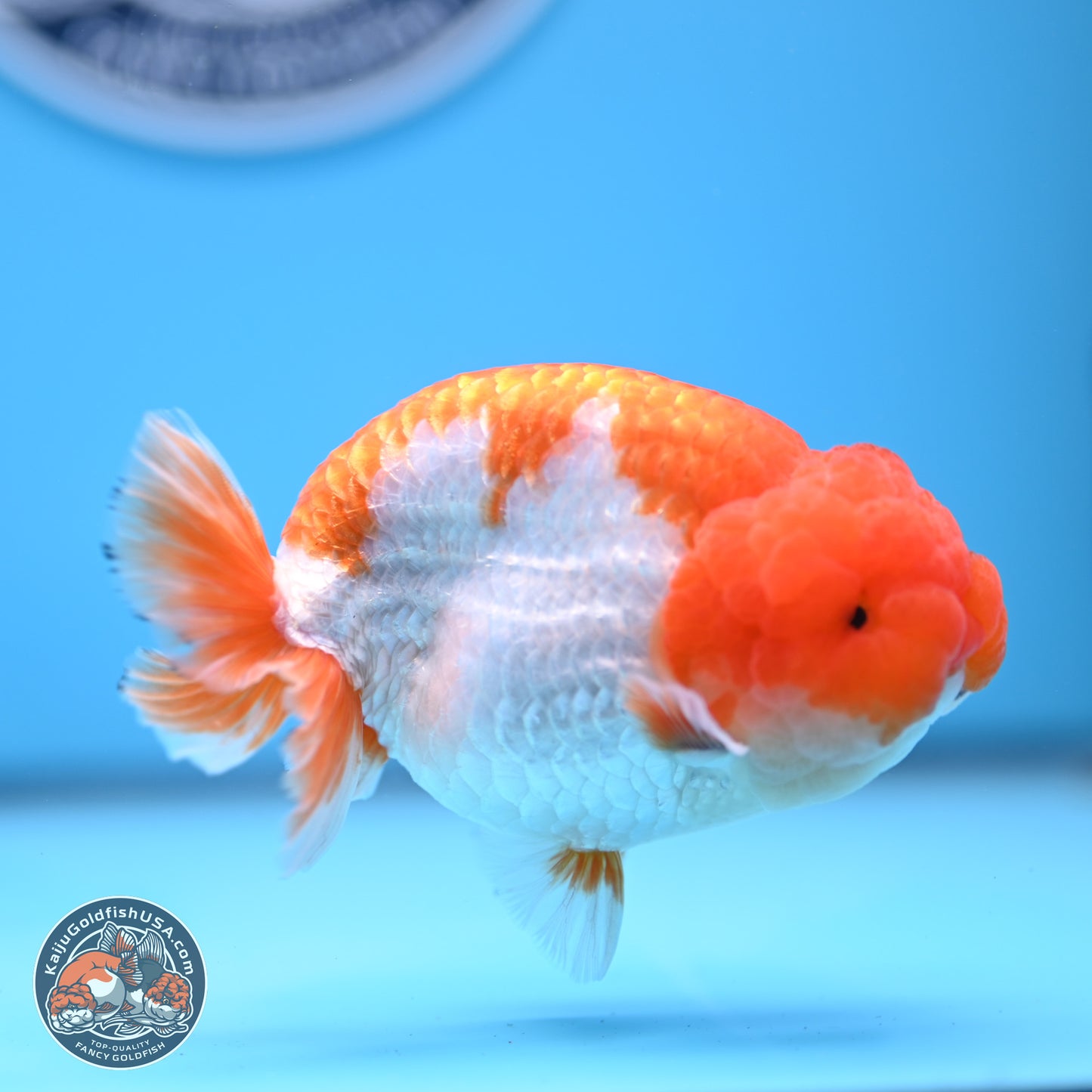 Red White Lionchu 4in Body (240823_RC04) - Kaiju Goldfish USA