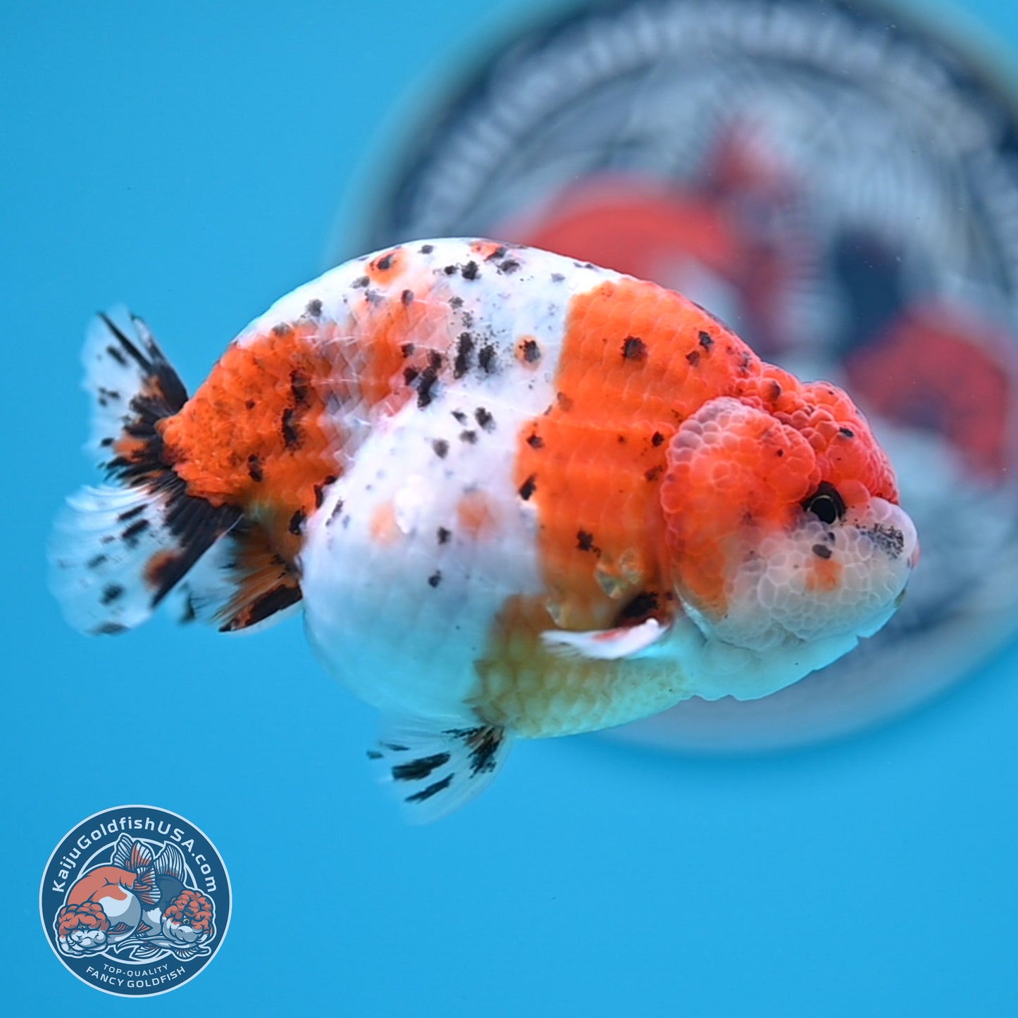 Calico Ranchu 3.8 inches Body (250523_RC04)