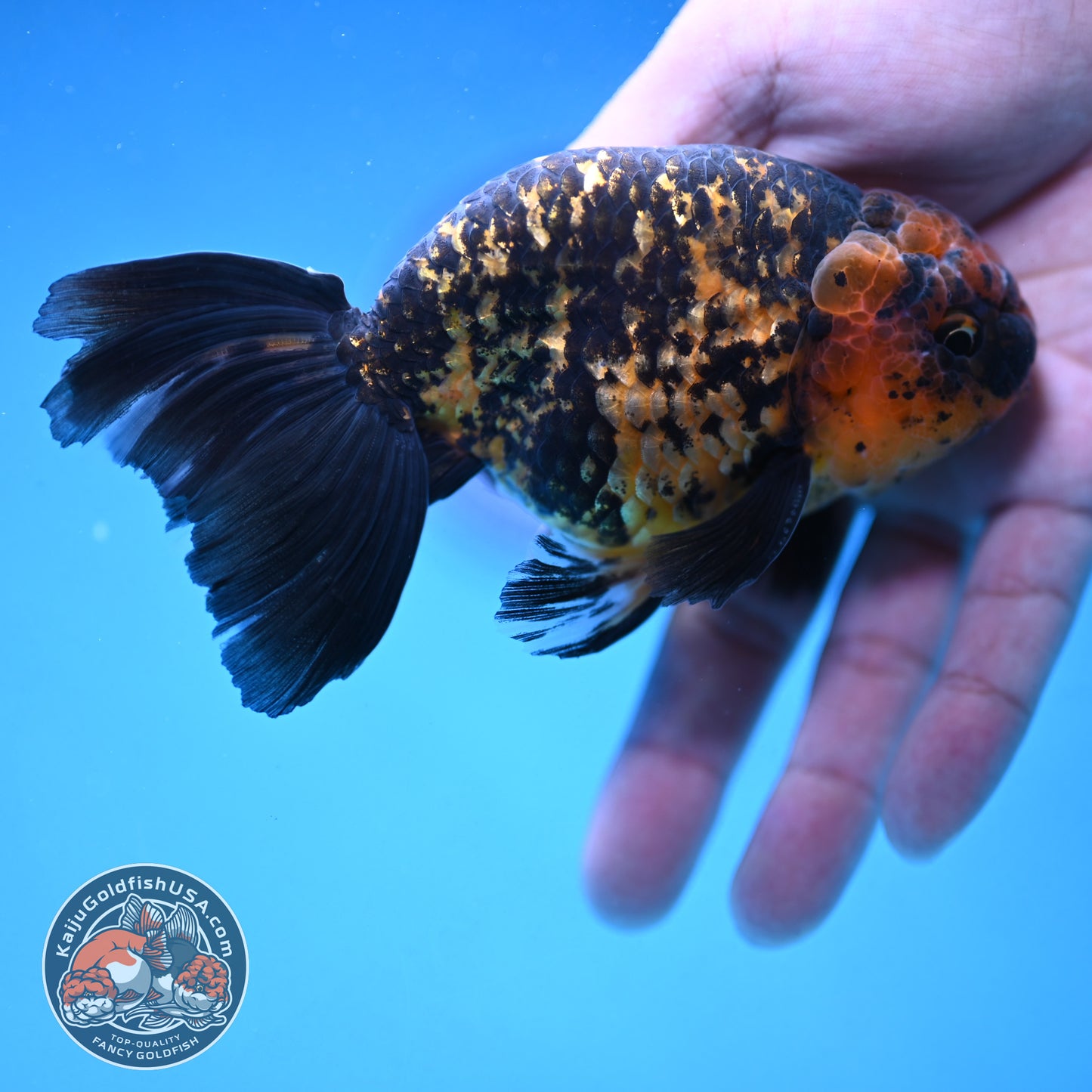 Rare Longtail Tiger Ranchu 3.75 inch Body (250926_RC04)