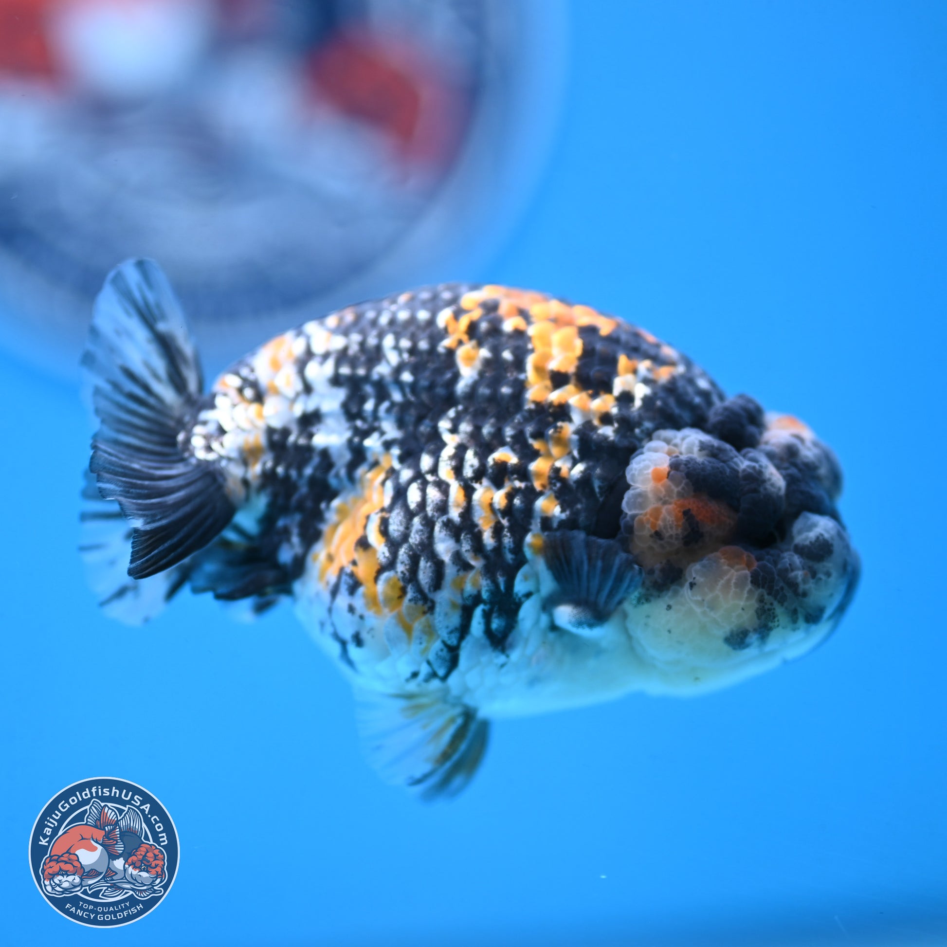 White Tiger Ranchu 3.5 inches Body - Male (250103_RC04) - Kaiju Goldfish USA