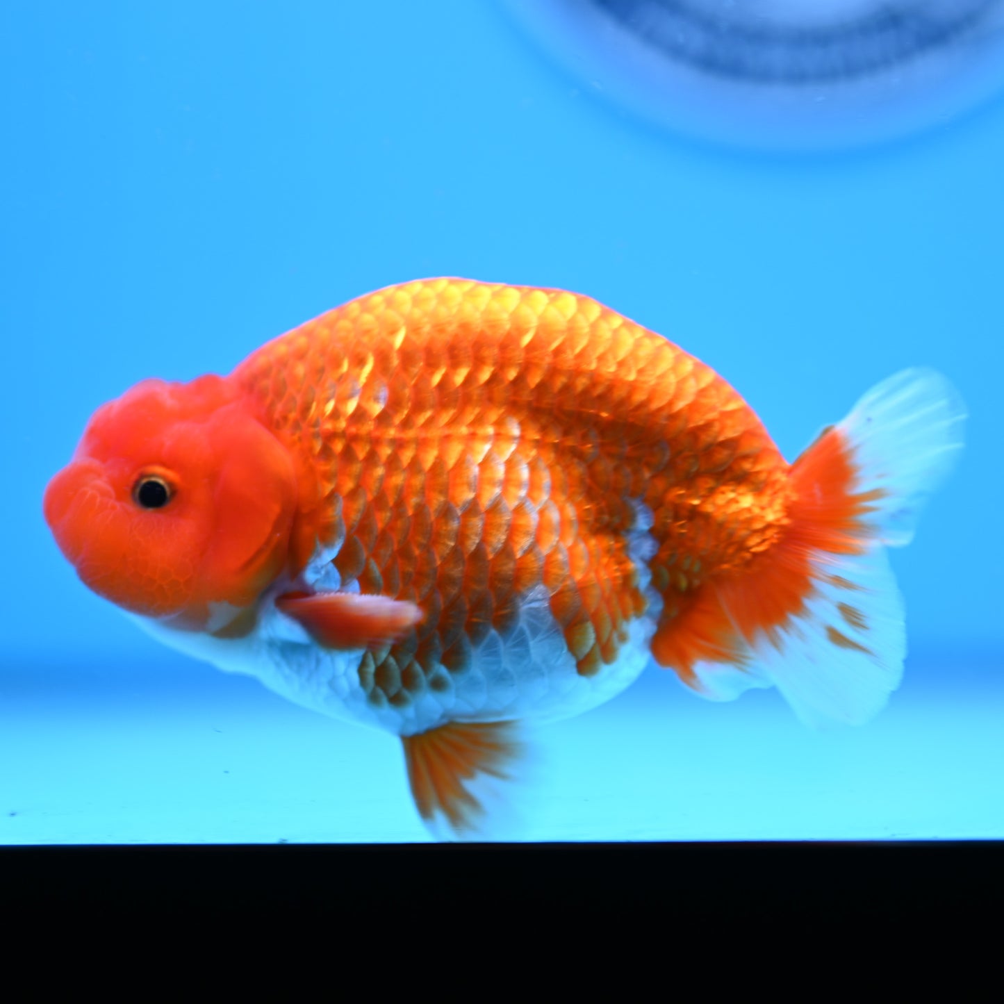 Red White Buffalo Ranchu 4in Body (240704_RC04) - Kaiju Goldfish USA