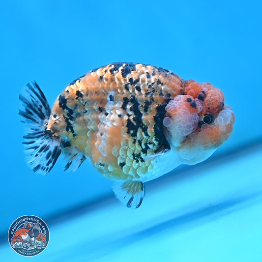 Gold Coin Tiger Ranchu 3.5 inches Body - Male (250117_RC04) - Kaiju Goldfish USA