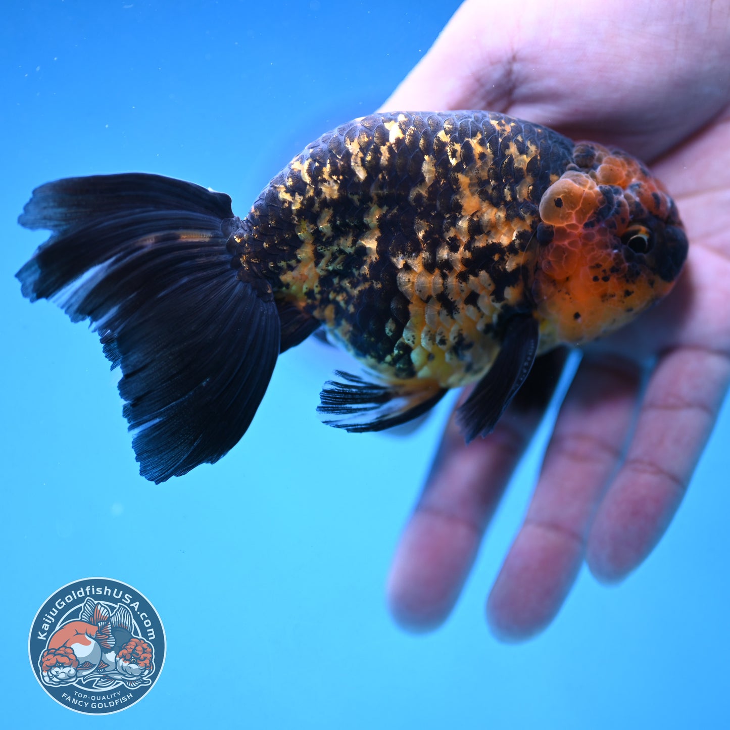 Rare Longtail Tiger Ranchu 3.75 inch Body (250926_RC04)