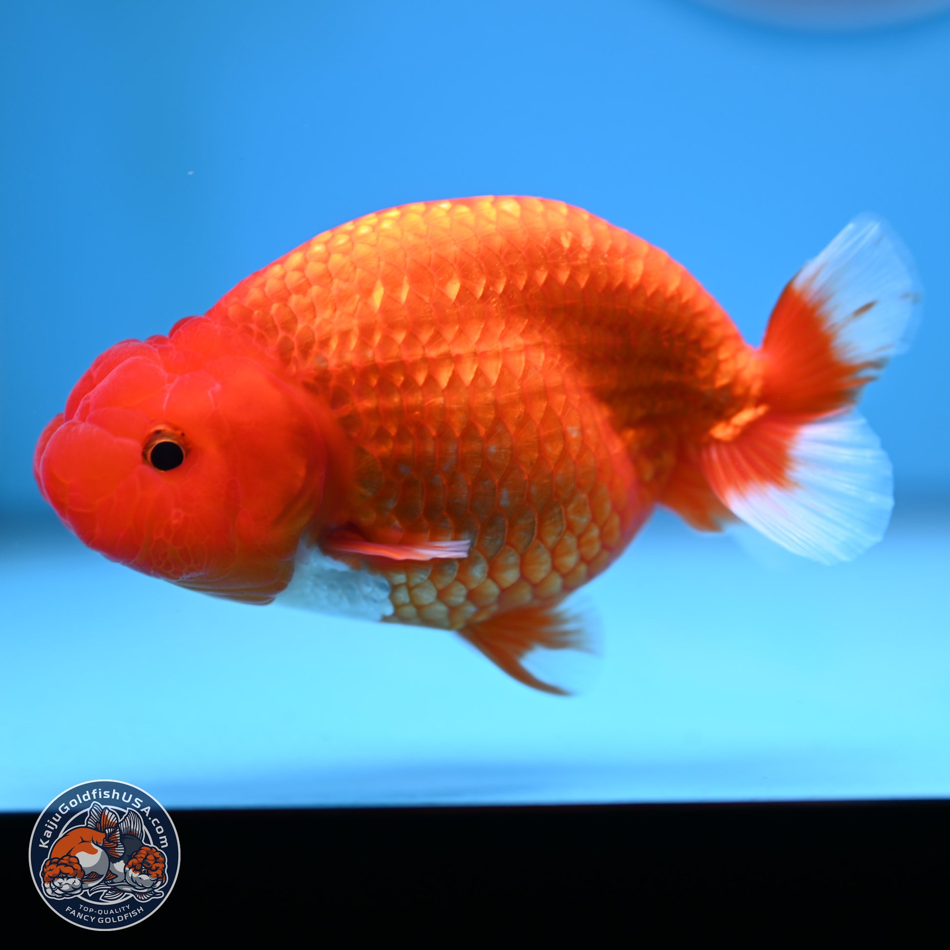 Red White Buffalo Ranchu 5 inches (241025_RC04) - Kaiju Goldfish USA