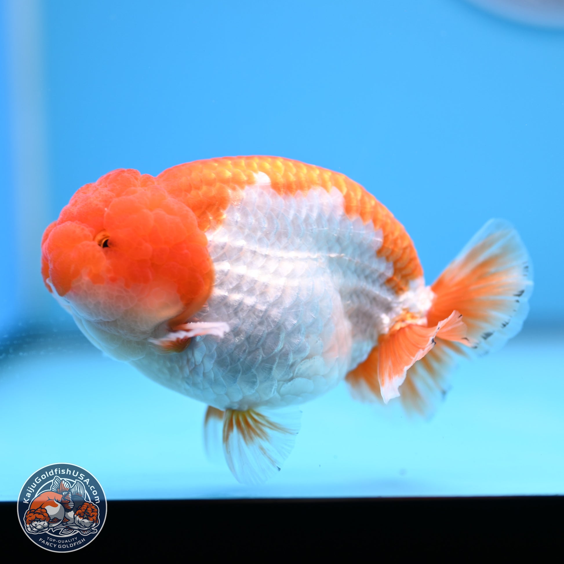 Red White Lionchu 4in Body (240823_RC04) - Kaiju Goldfish USA