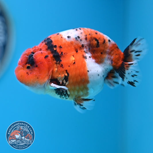 Calico Ranchu 3.8 inches Body (250523_RC04)