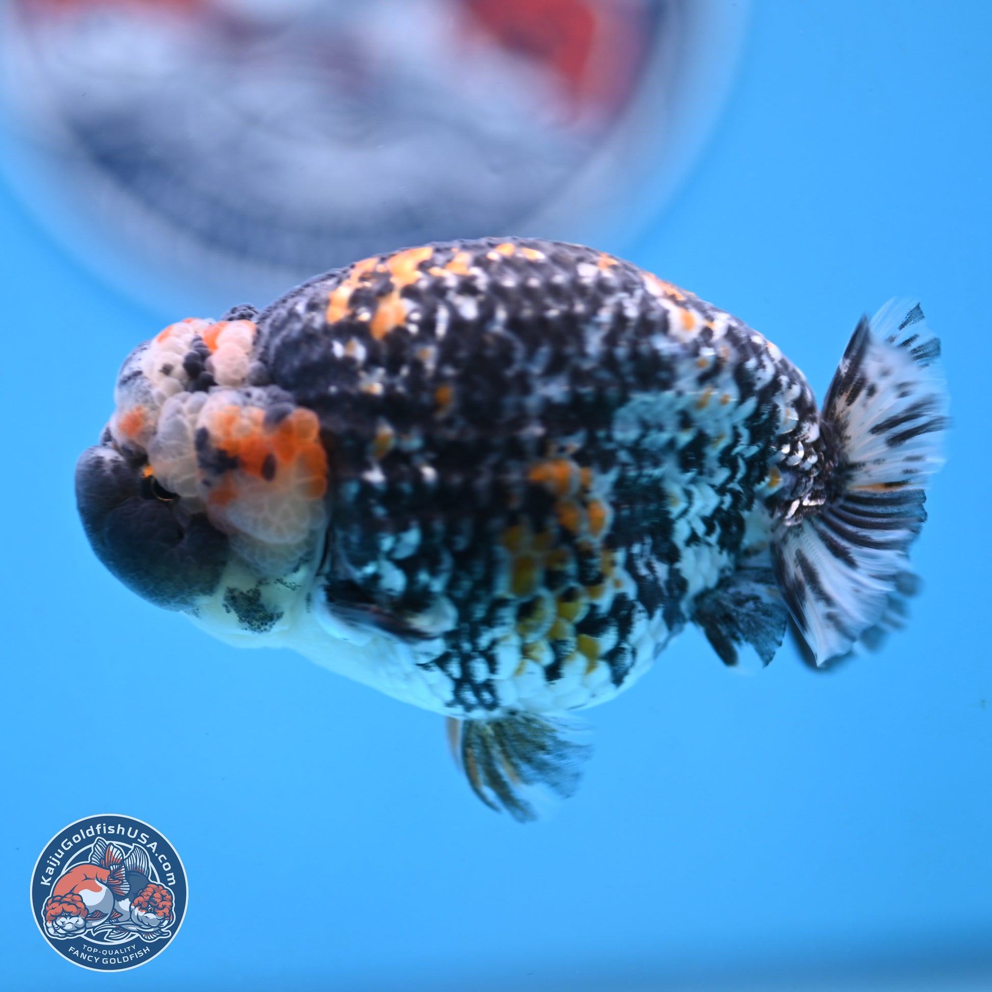 White Tiger Ranchu 3.5 inches Body - Male (250103_RC04) - Kaiju Goldfish USA