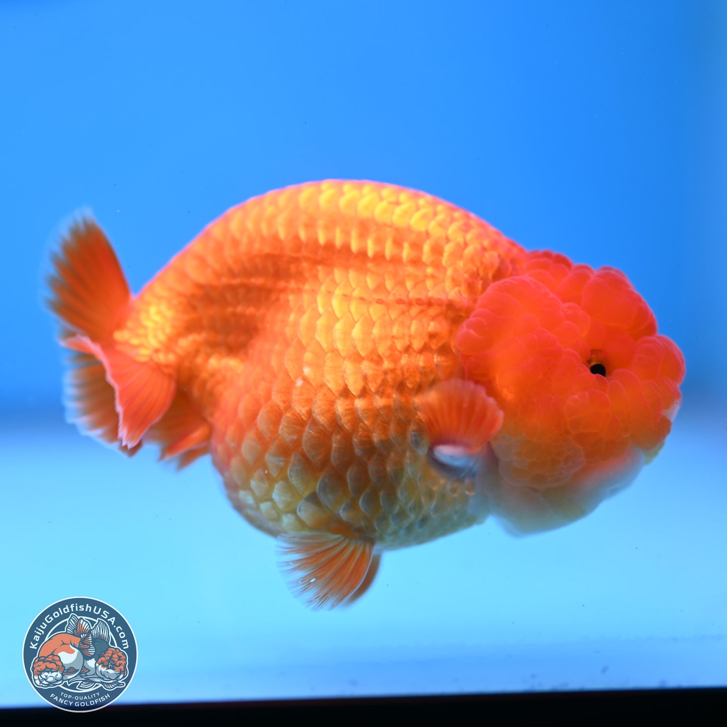 Classic Red Ranchu 4 inches Body - Male (250307_RC04)