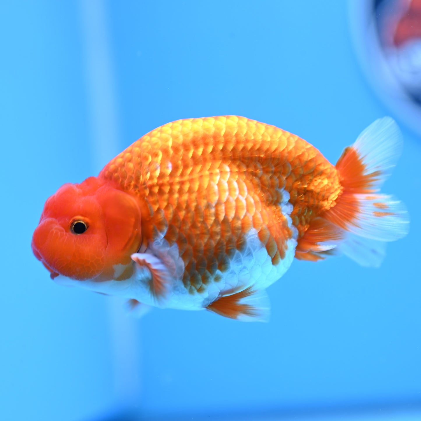 Red White Buffalo Ranchu 4in Body (240704_RC04) - Kaiju Goldfish USA