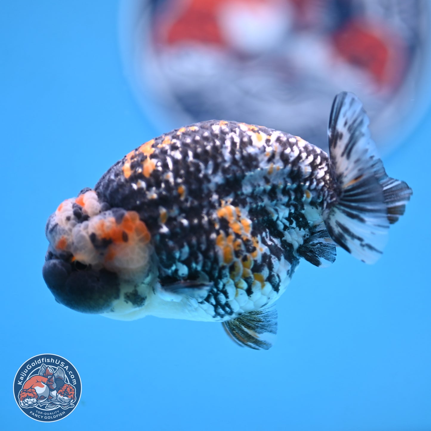 White Tiger Ranchu 3.5 inches Body - Male (250103_RC04) - Kaiju Goldfish USA