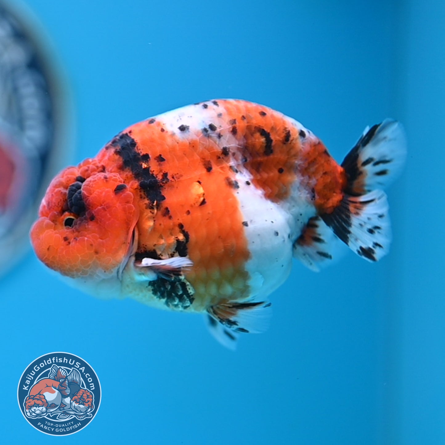 Calico Ranchu 3.8 inches Body (250523_RC04)