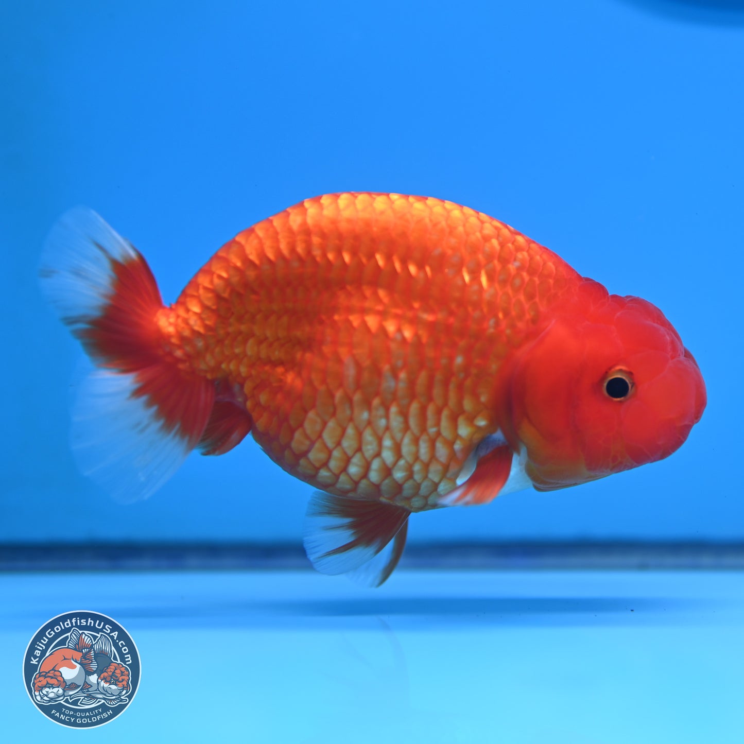 Red White Buffalo Ranchu 5 inches (241025_RC04) - Kaiju Goldfish USA