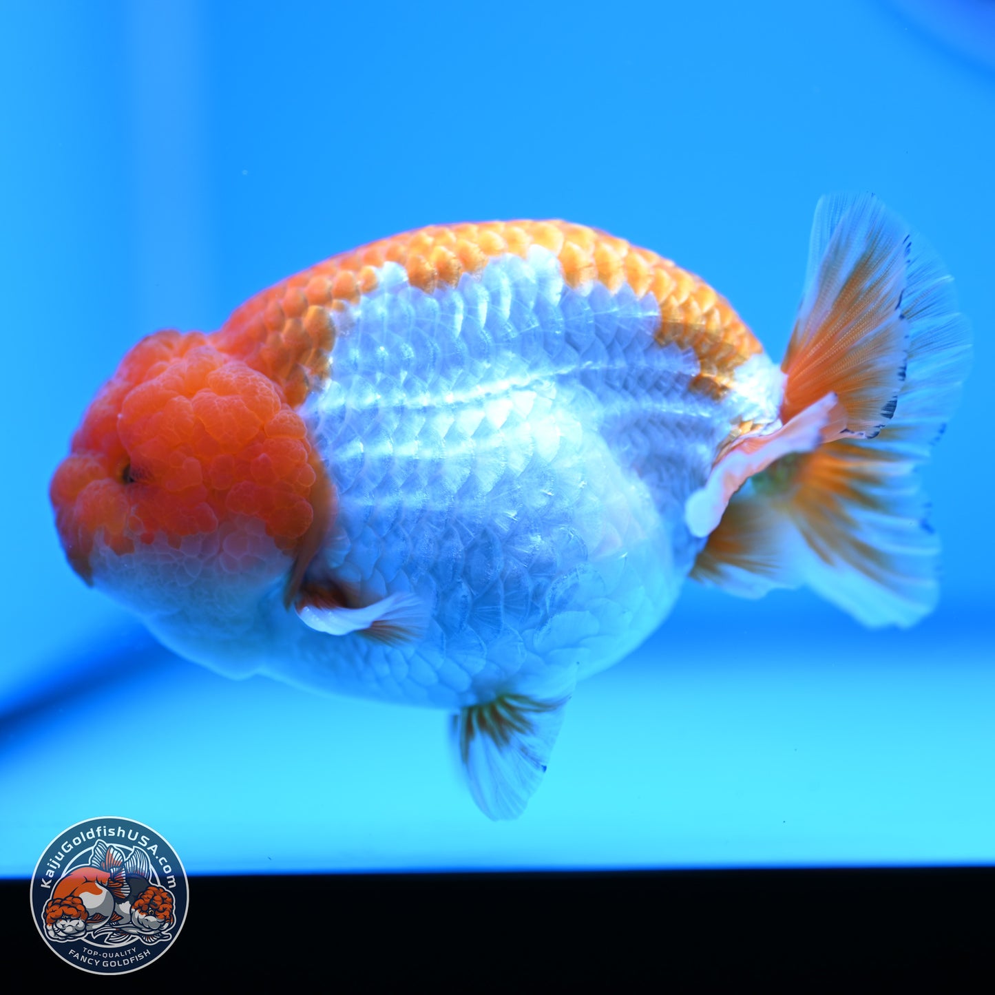 Red White Lionchu 4in Body (240823_RC04) - Kaiju Goldfish USA