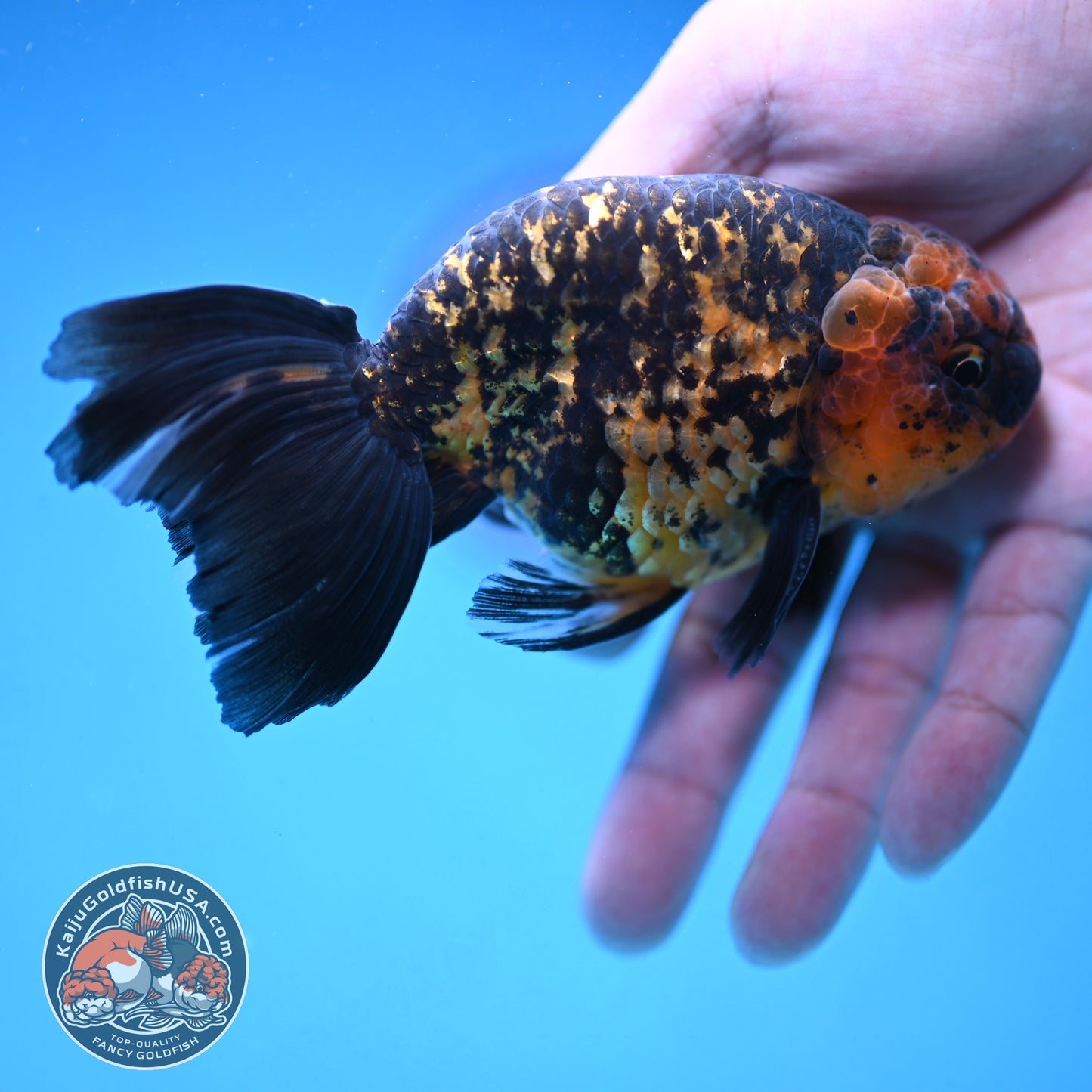 Rare Longtail Tiger Ranchu 3.75 inch Body (250926_RC04)