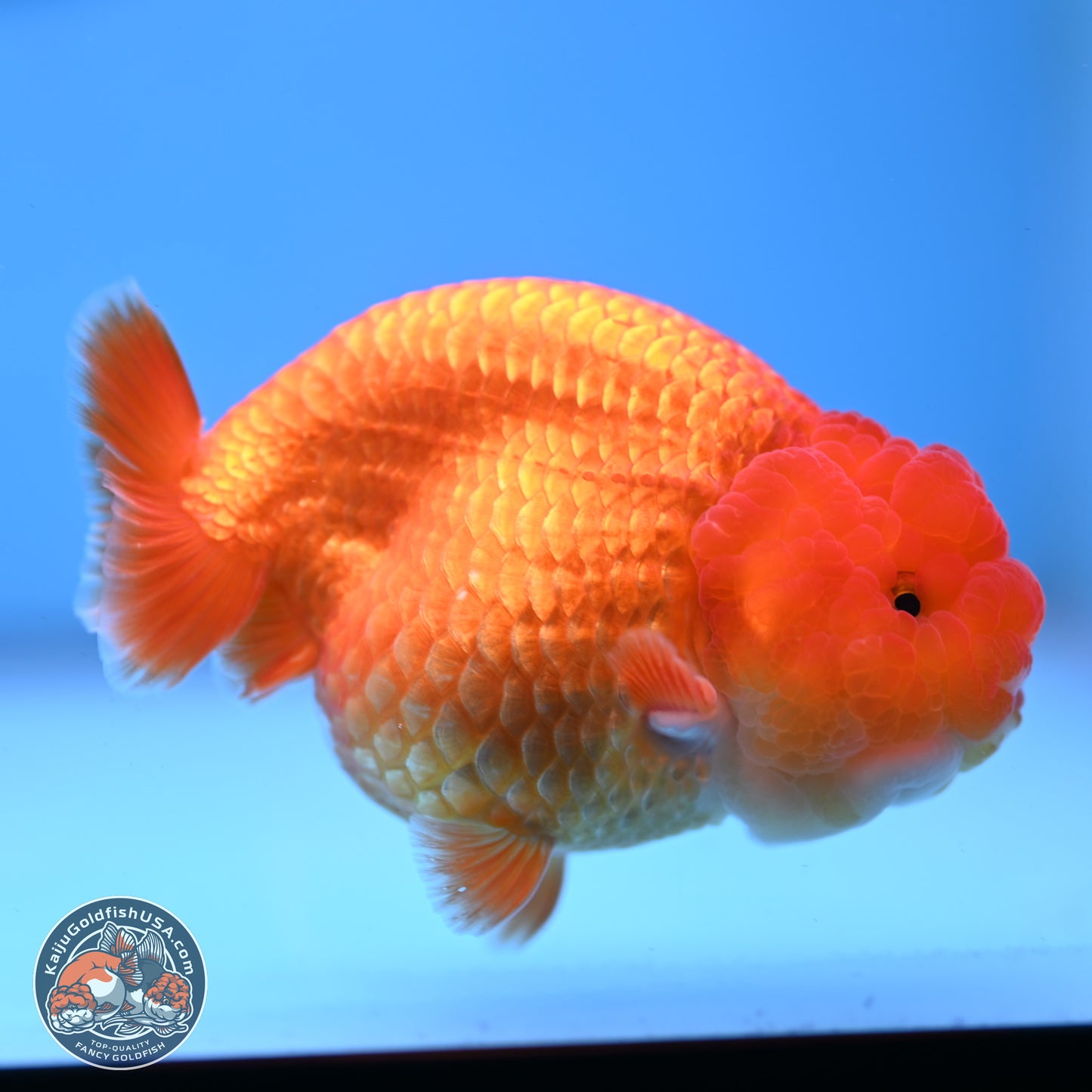 Classic Red Ranchu 4 inches Body - Male (250307_RC04)