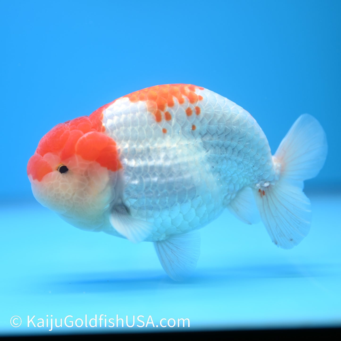 Red White Buffalo Ranchu 4.5 - 5 inches (240301_RC04) - Kaiju Goldfish USA